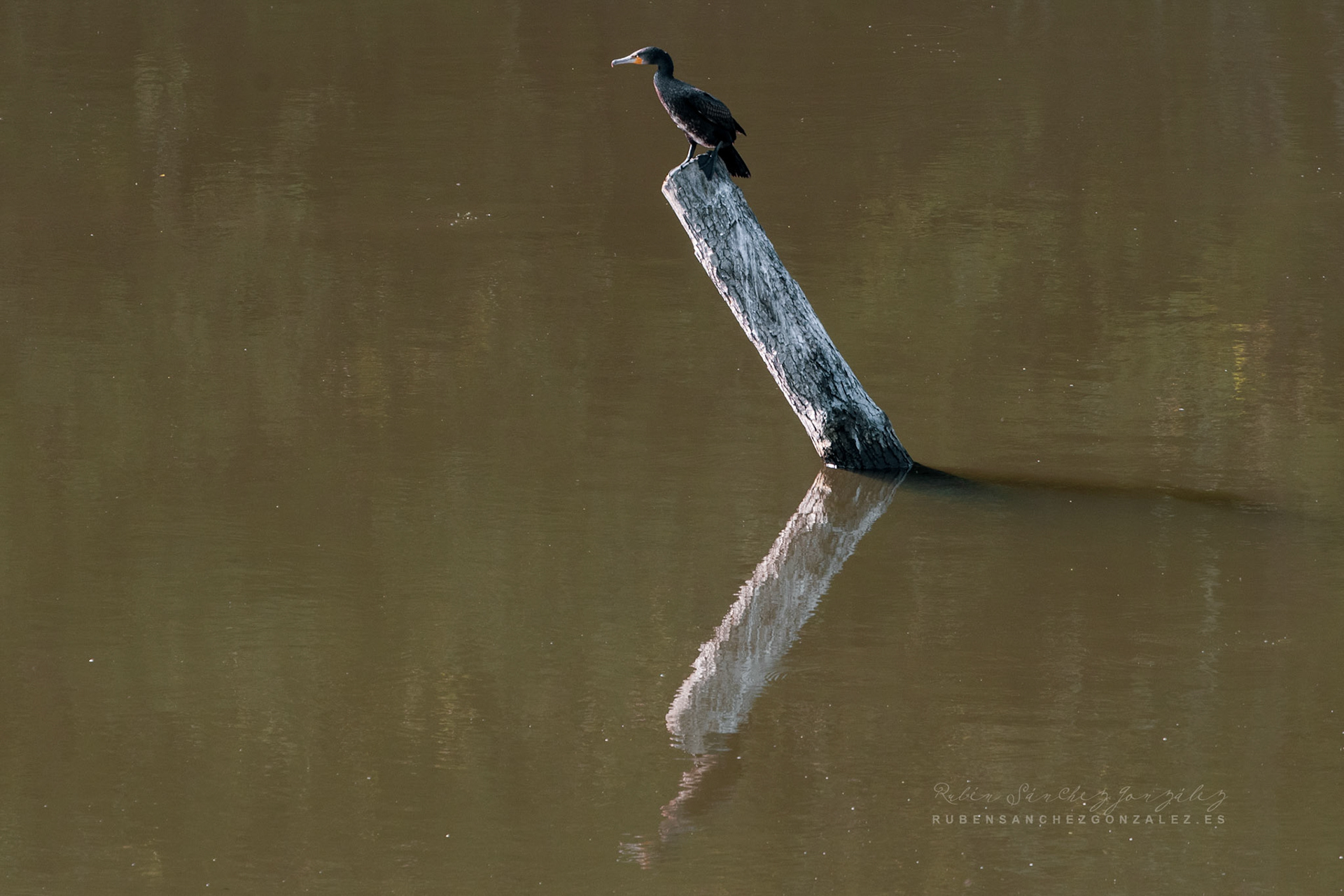 Cormorán - Phalacrocorax carbo - Aves