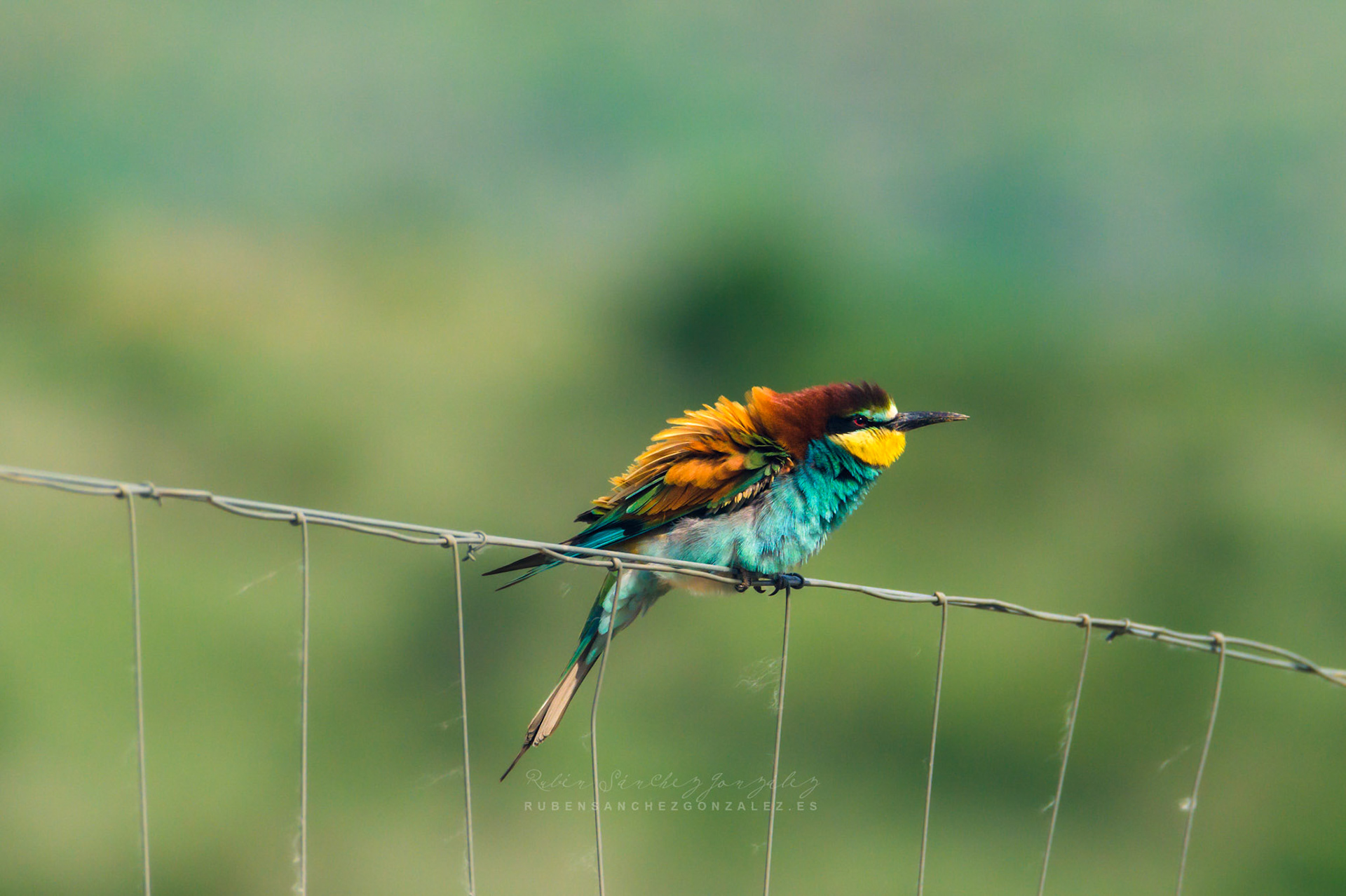 Abejaruco o Merops apiaster - Aves