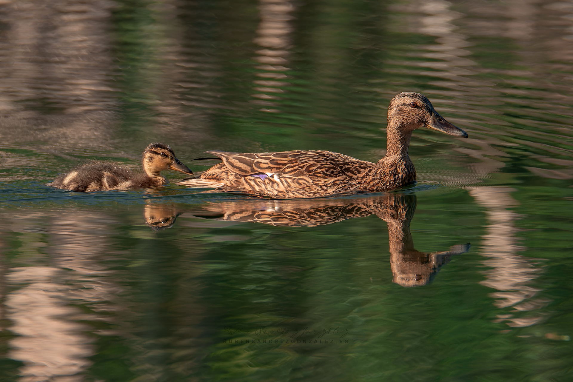 Ánade azulón o Anas platyrhynchos - Aves
