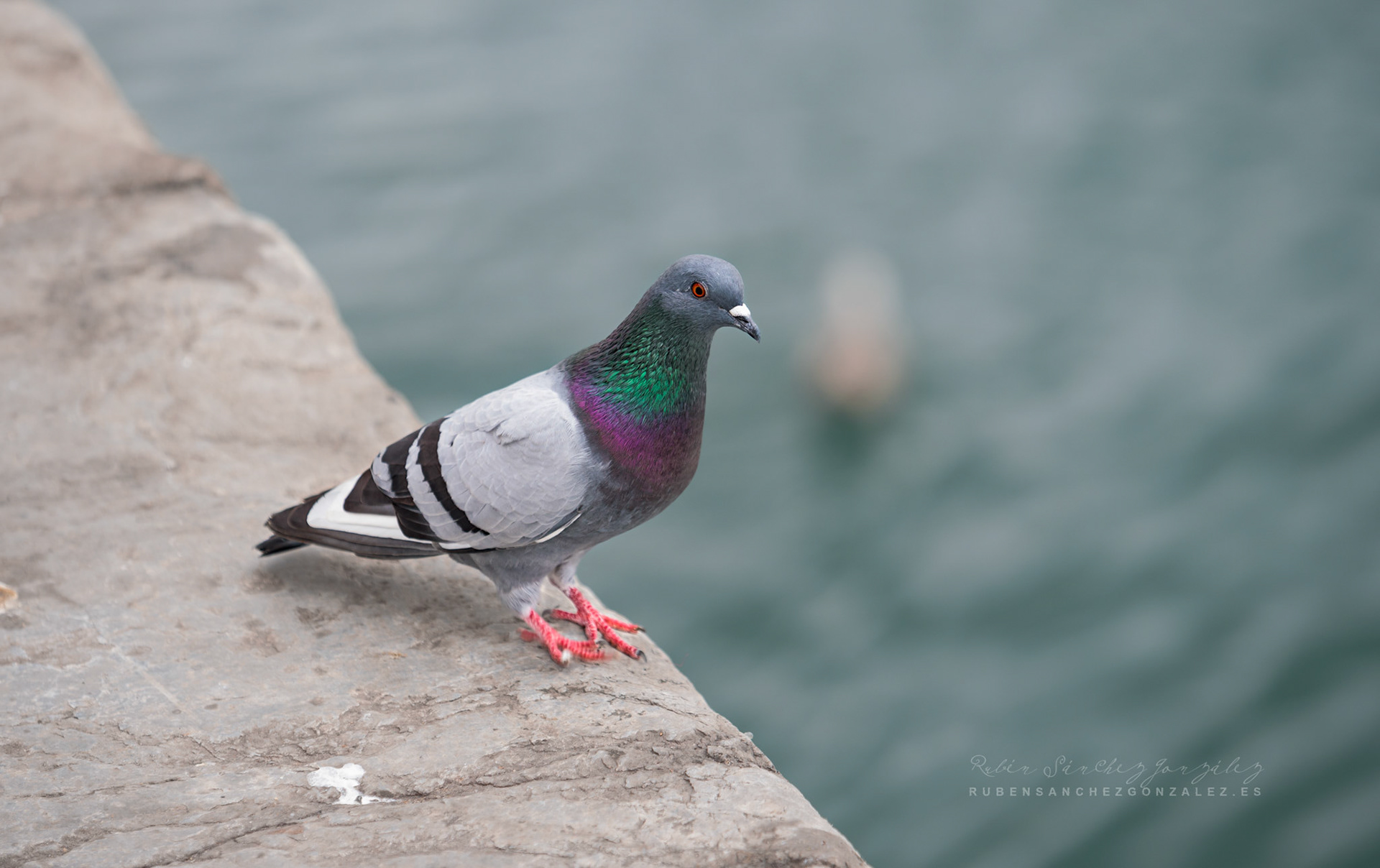 Paloma Columba livia - Aves