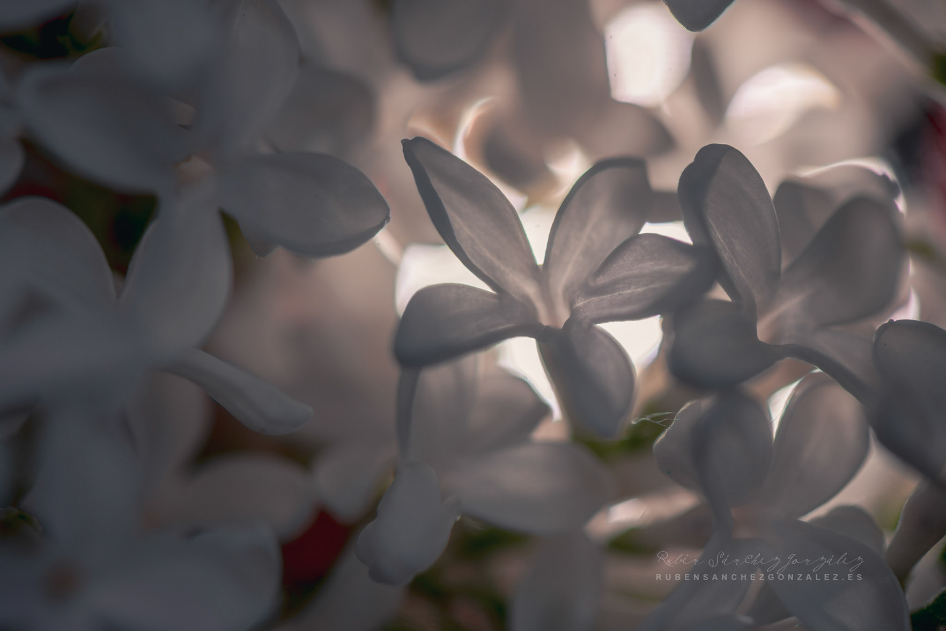 Syringa vulgaris - Lilo  - Flor Macro