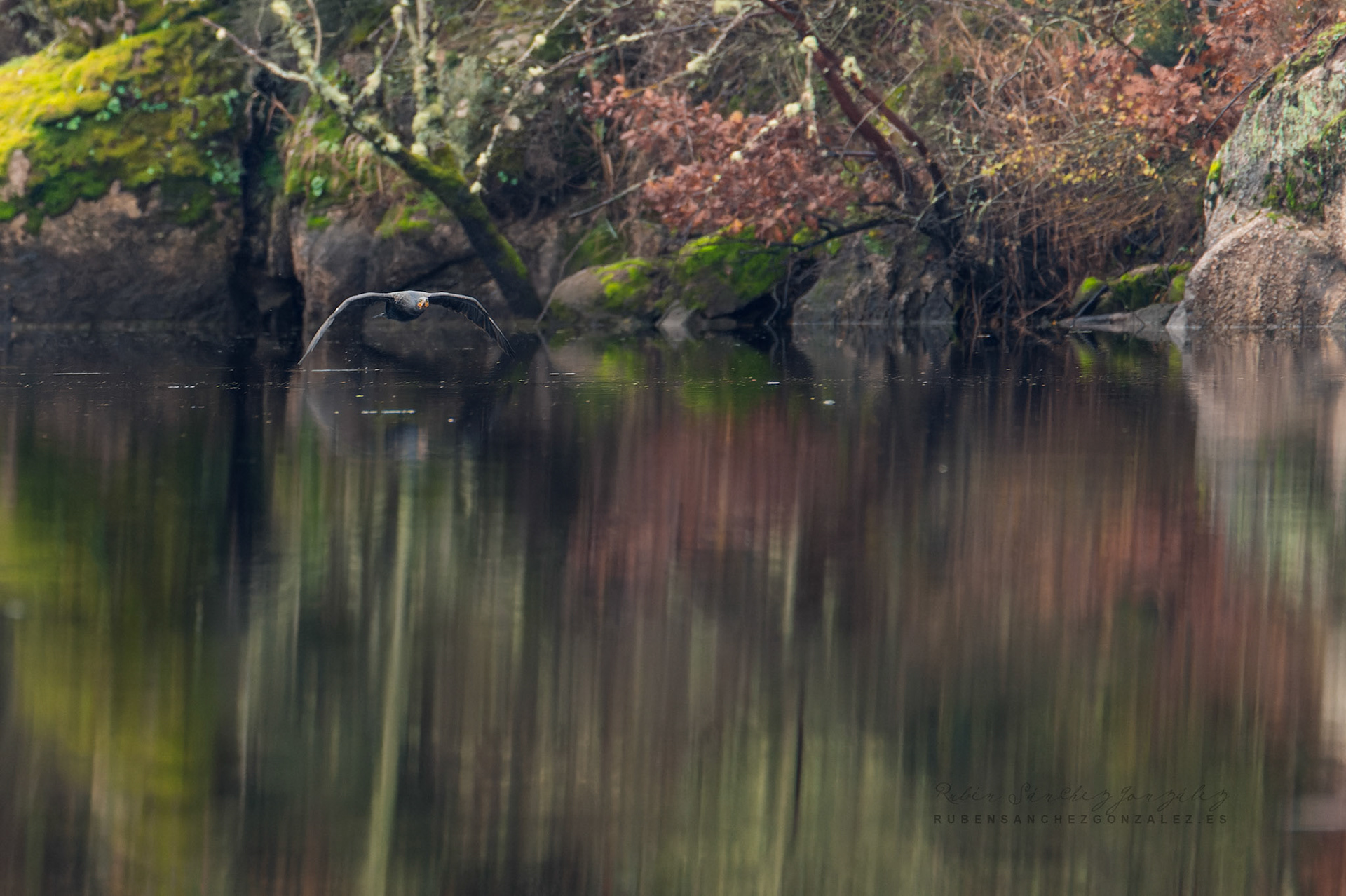 Cormoran o Phalacrocorax carbo - Aves