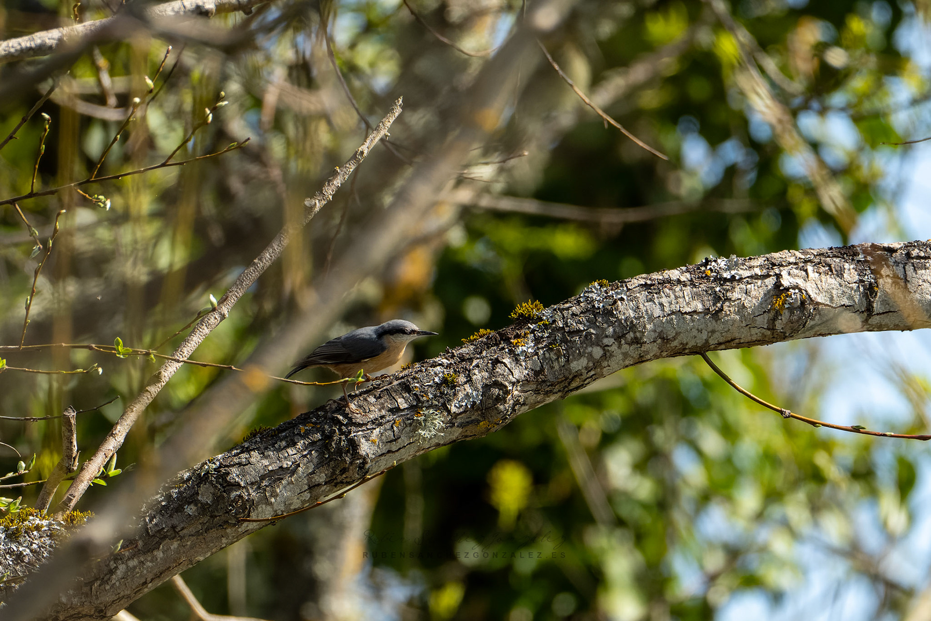 Trepador azul o Sitta europaea - Aves