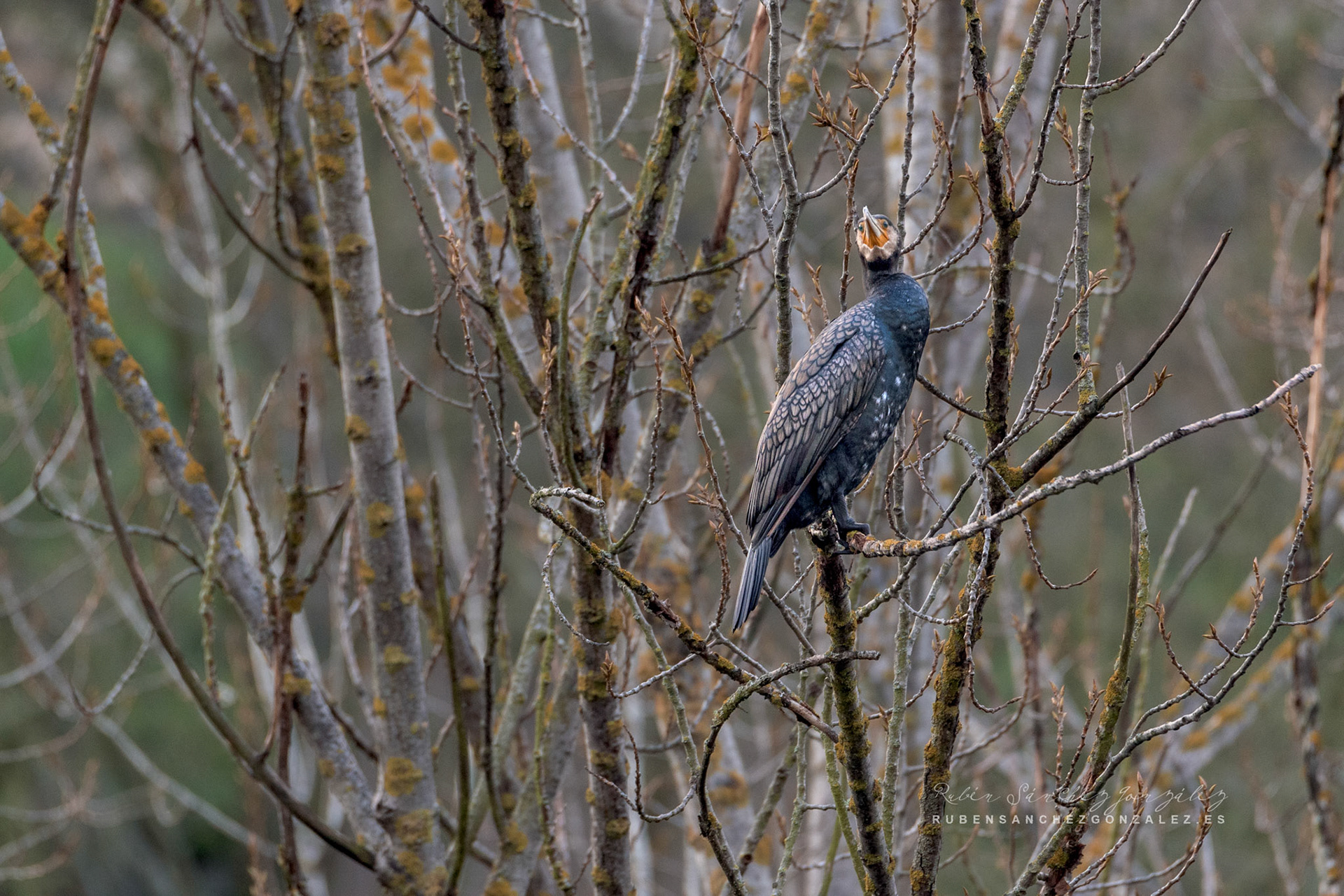 Cormoran o Phalacrocorax carbo - Aves