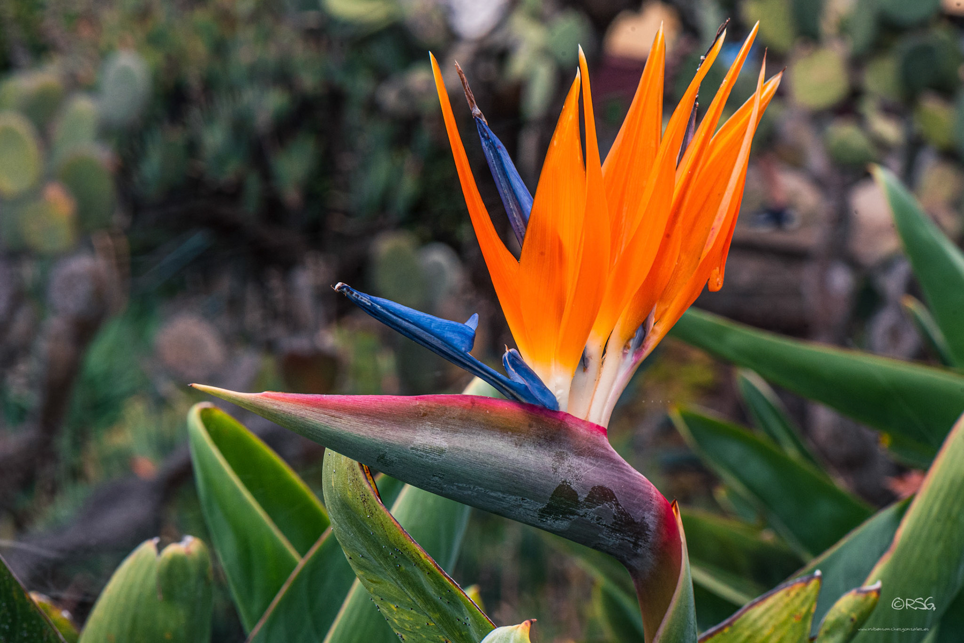 Strelitziaceae - Flor de Madeira - Plantas