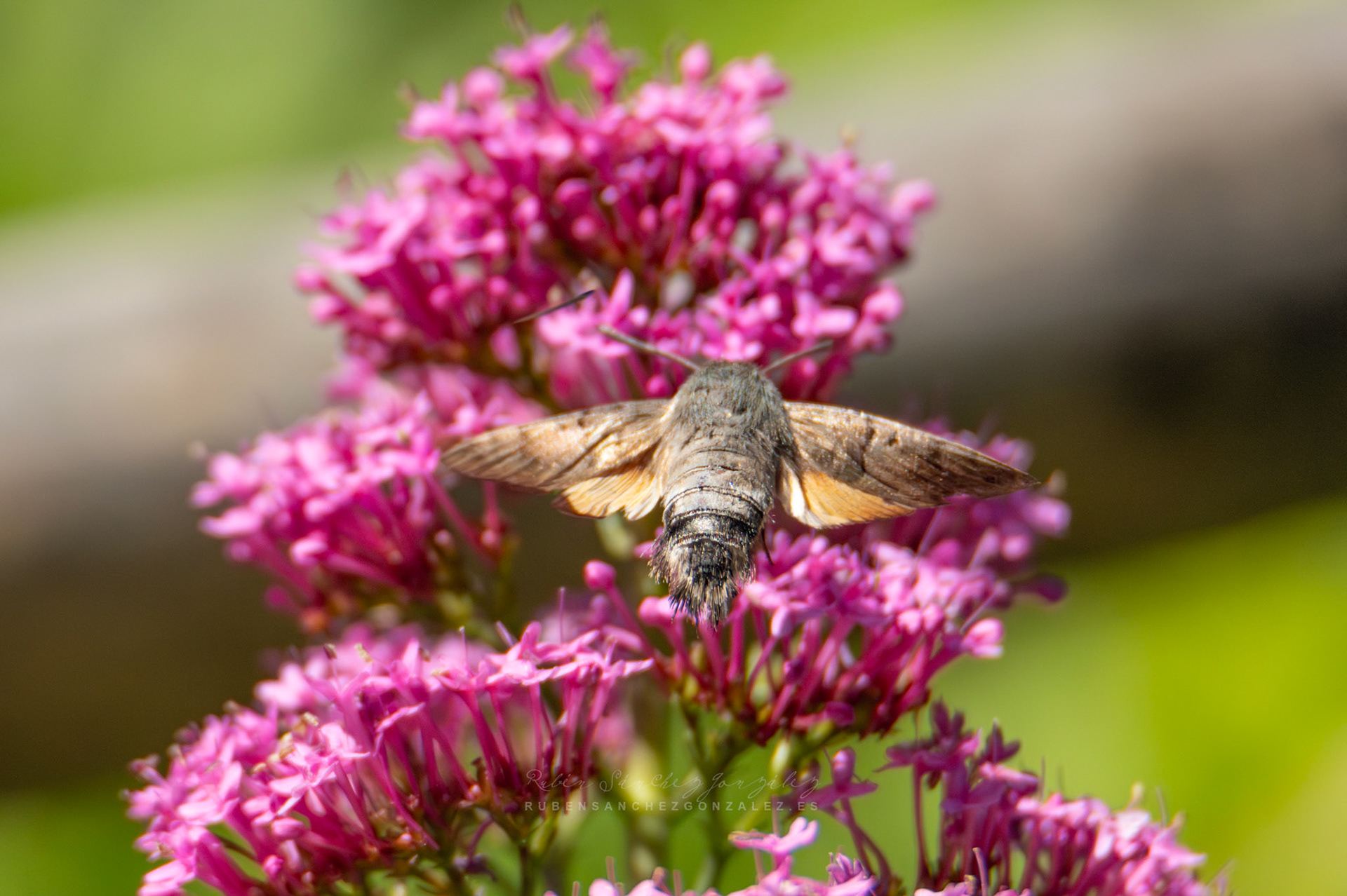 Esfinge Colibrí o Macroglossum Stellatarum - Macro
