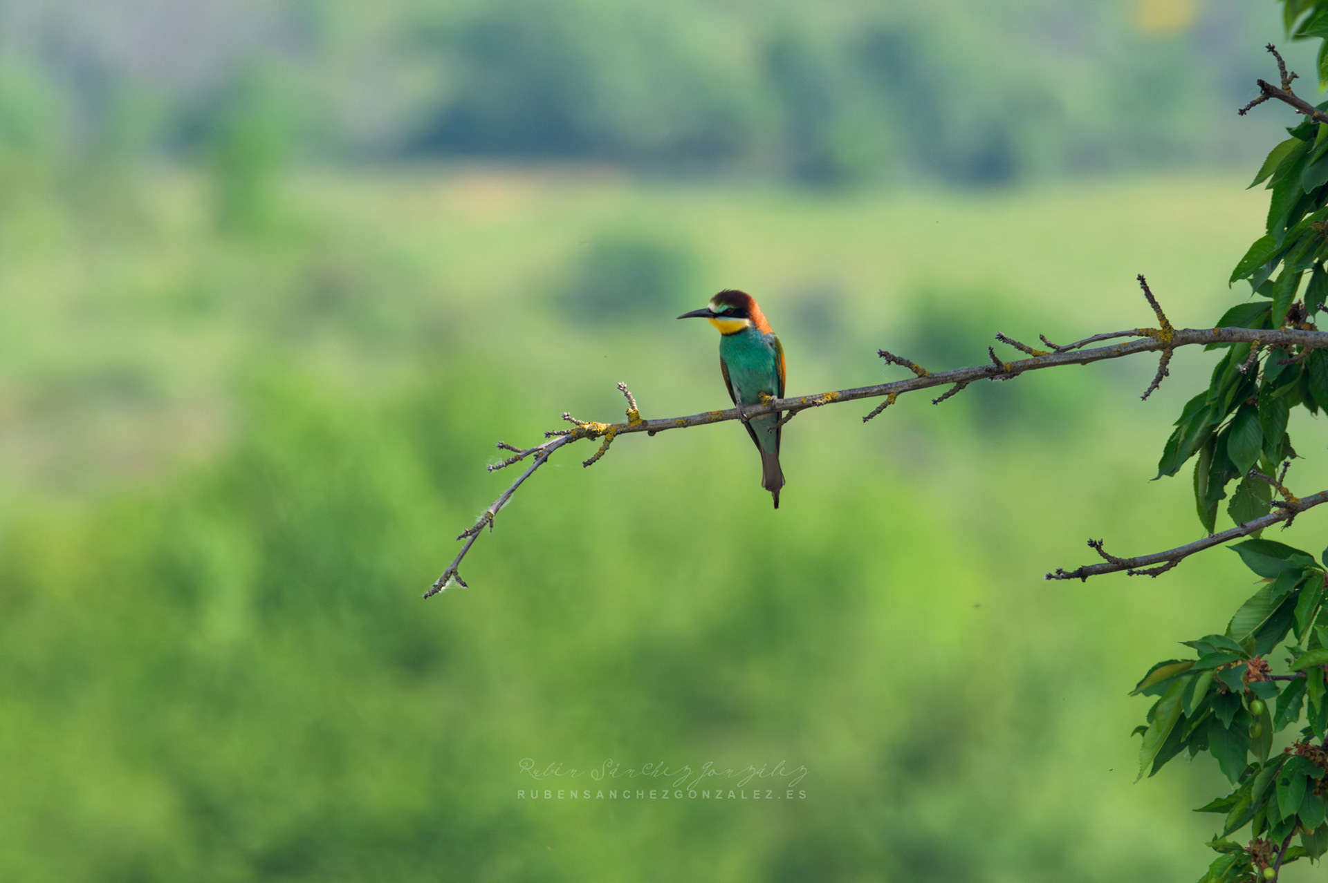 Abejaruco o Merops apiaster - Aves