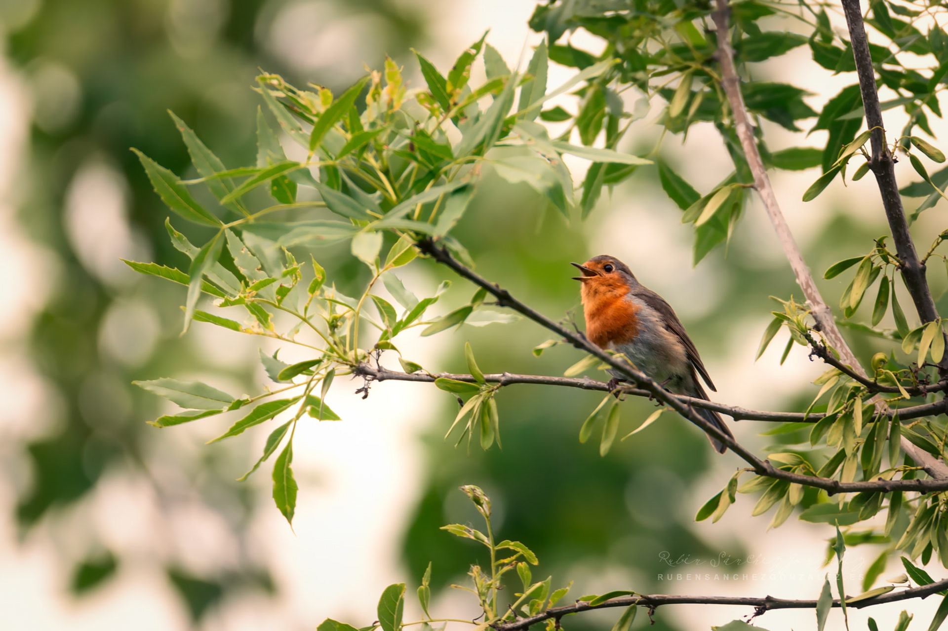 Petirrojo Paporrubio o Erithacus rubecula - Aves