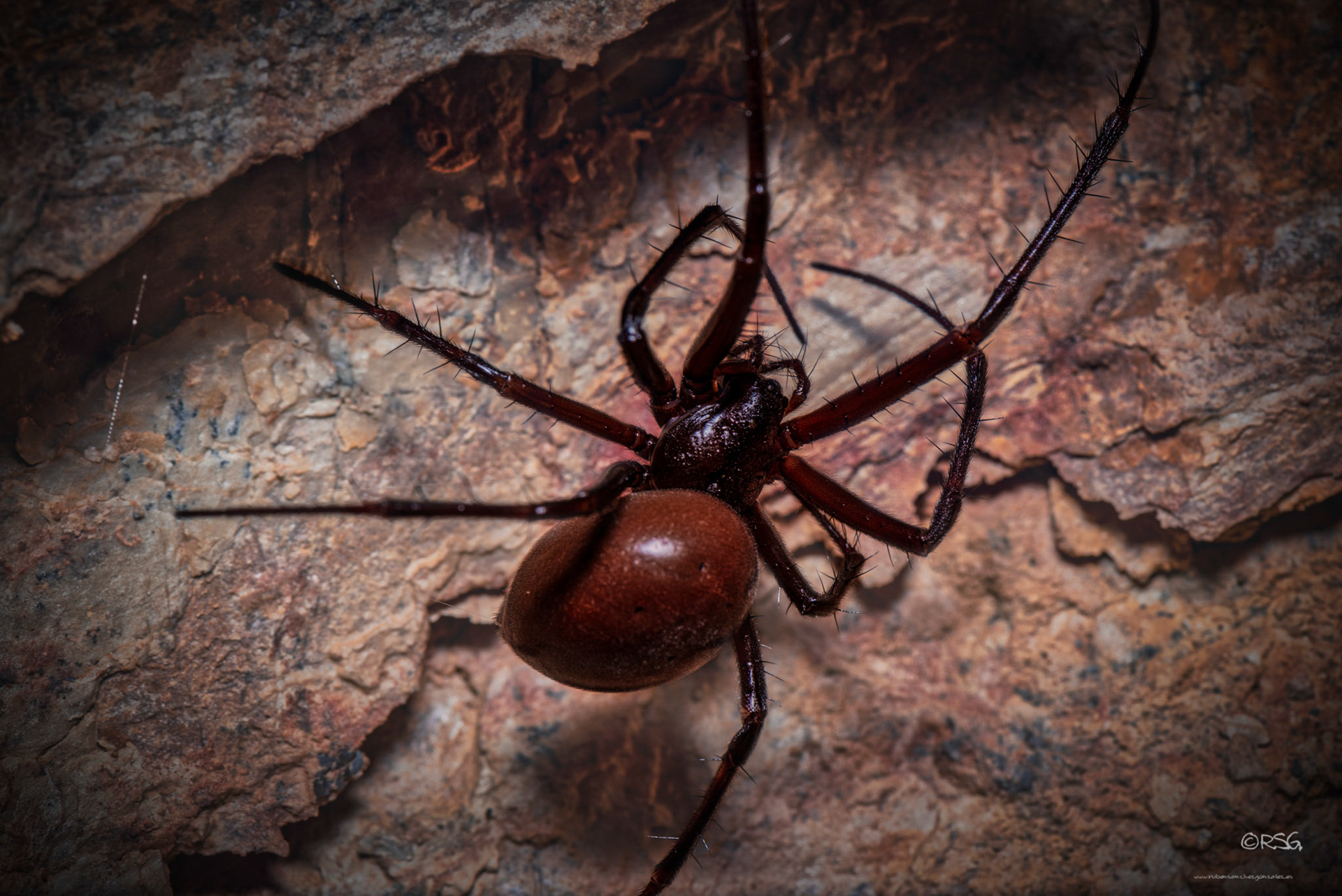 Araña Culona - Macro