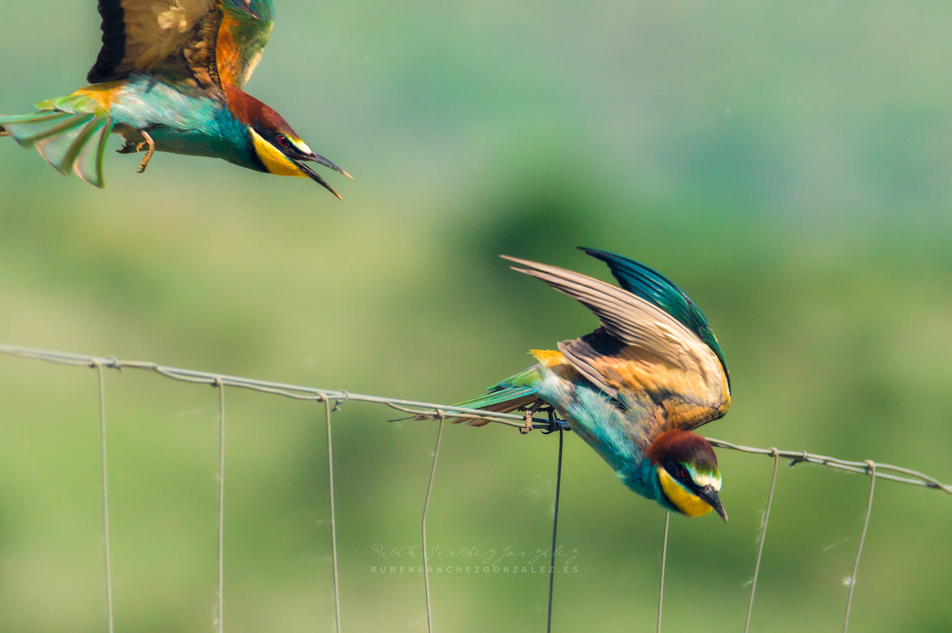 Abejaruco o Merops apiaster - Aves