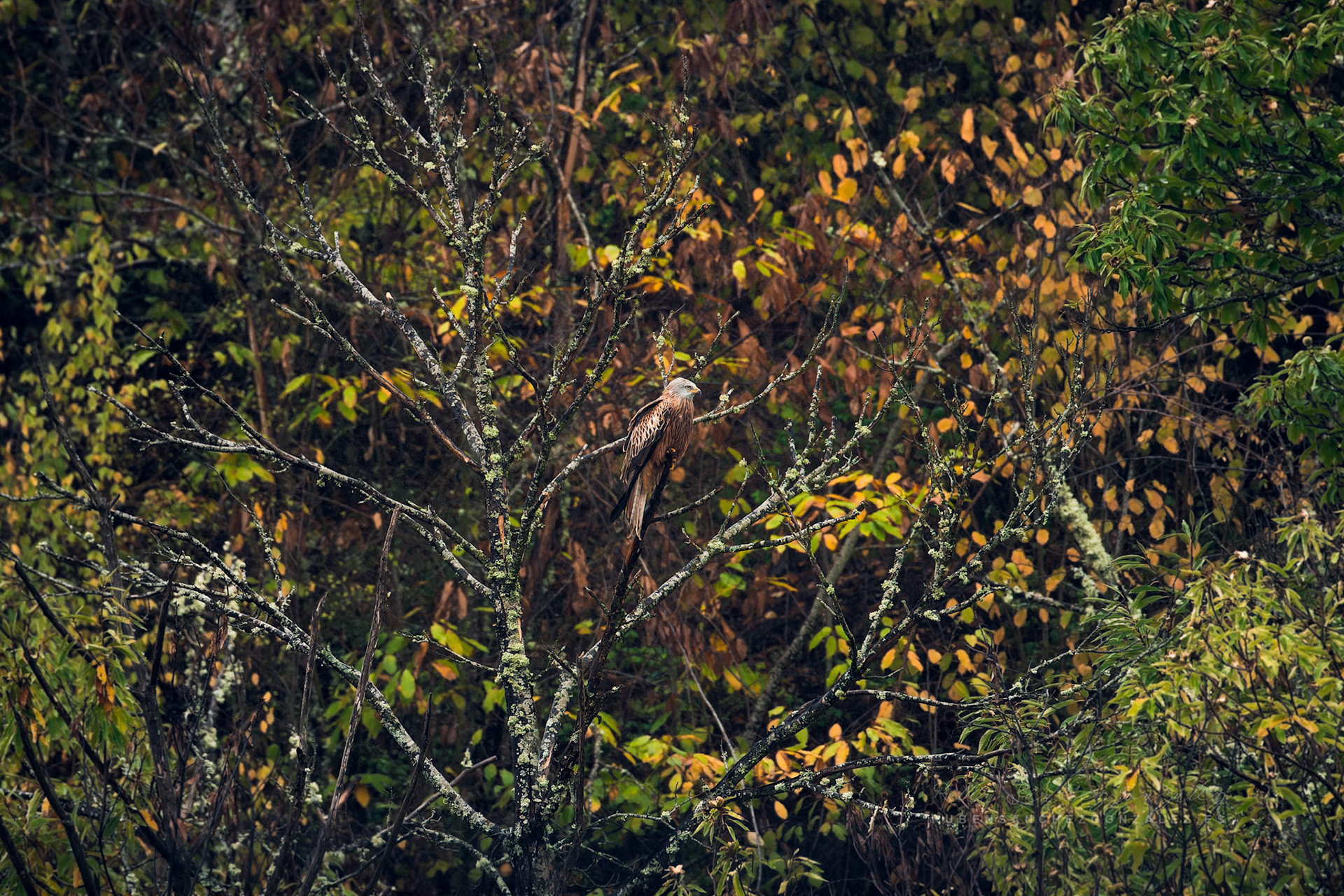Milano real o Milvus milvus - Aves