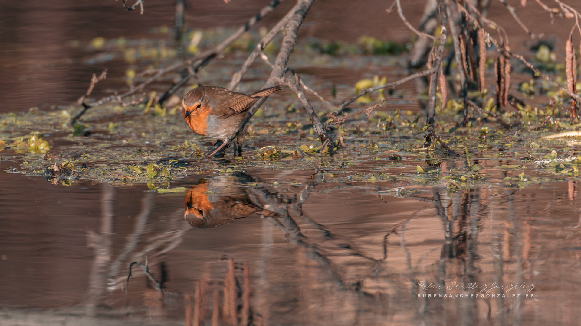 Petirrojo Paporrubio o Erithacus rubecula - Aves