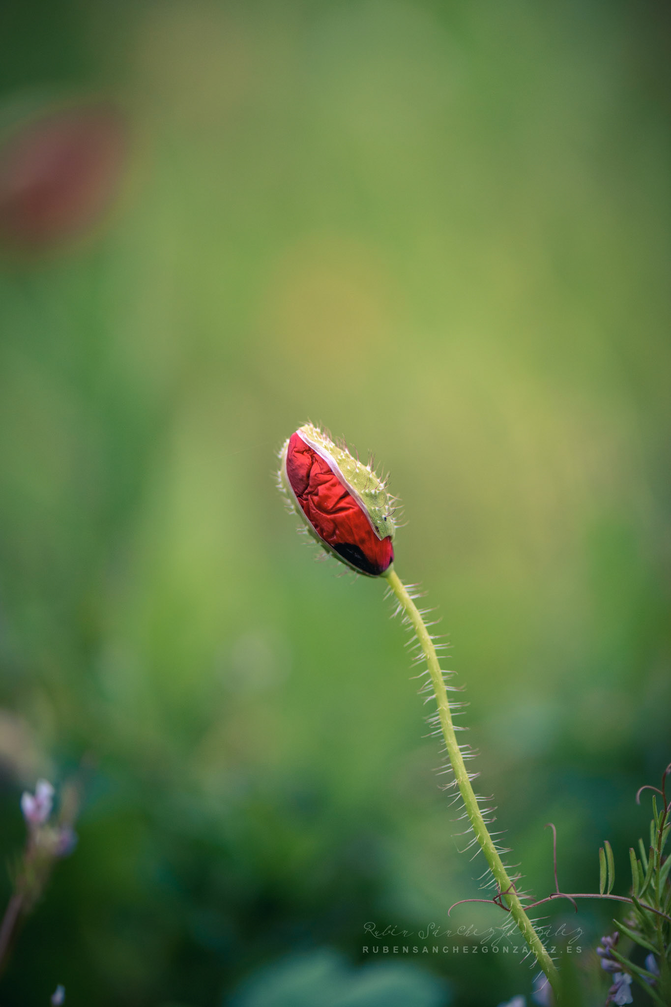 Amapola antes de abrir - Plantas
