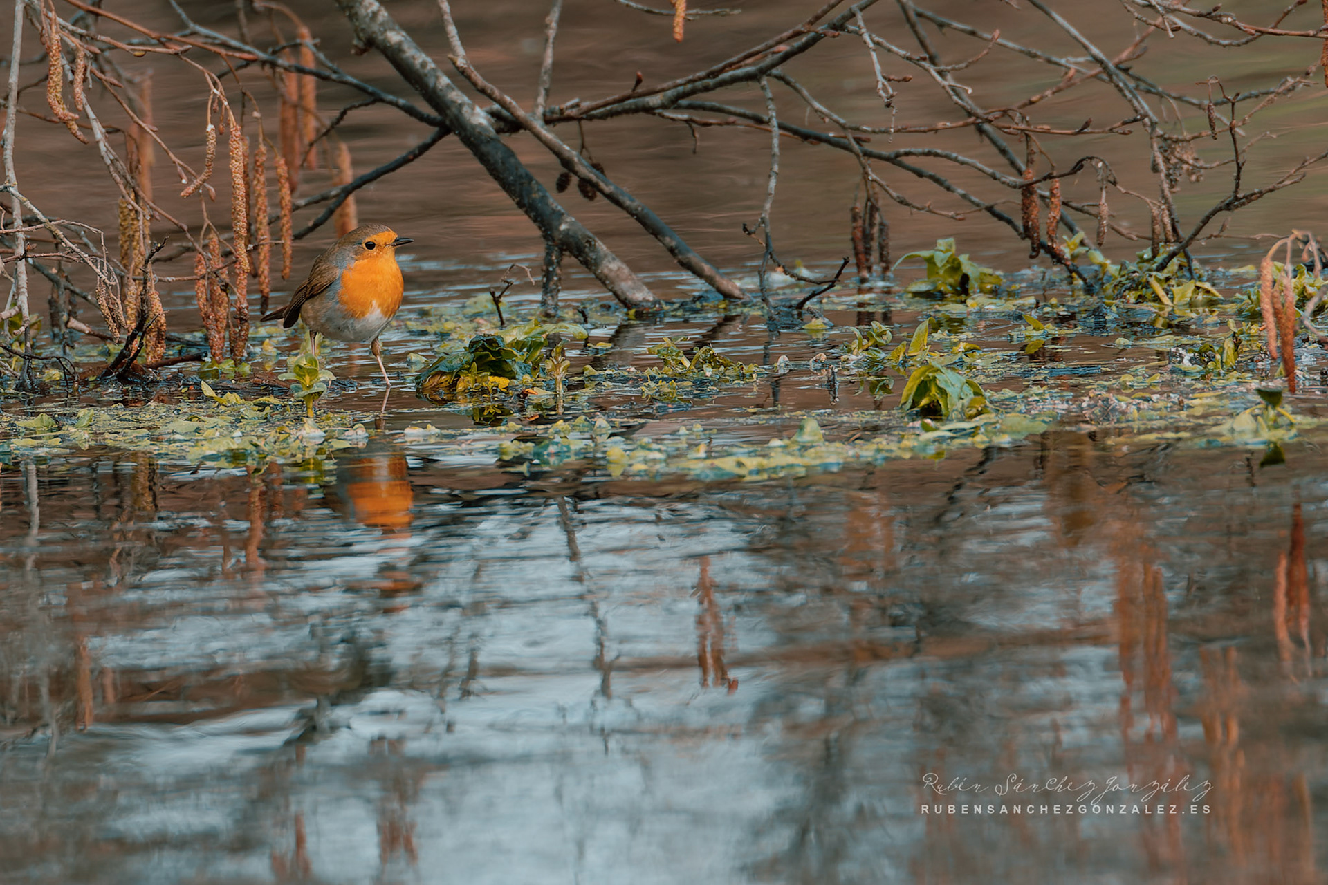 Petirrojo Paporrubio o Erithacus rubecula - Aves