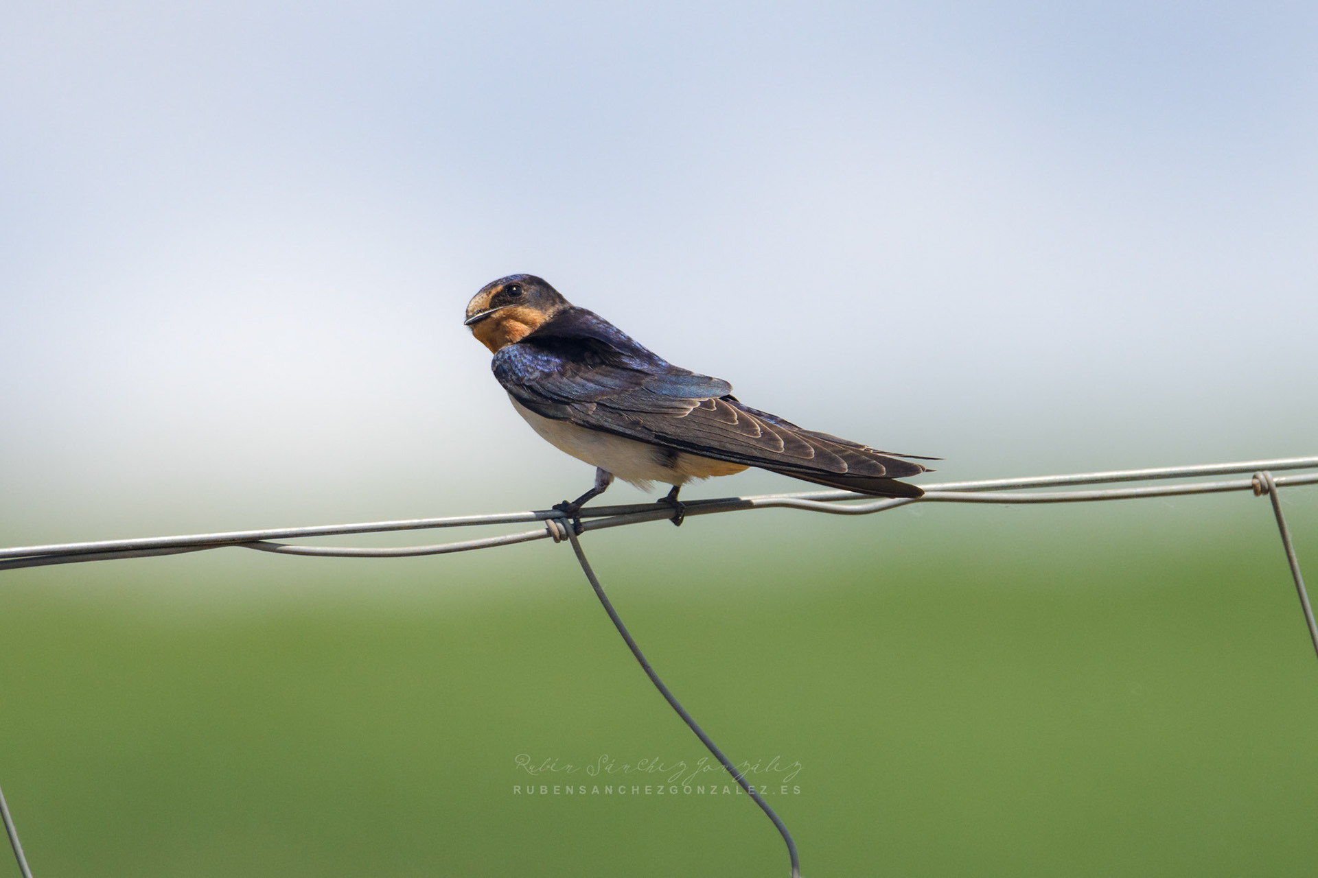 Golondrina común o Hirundo rustica - Aves