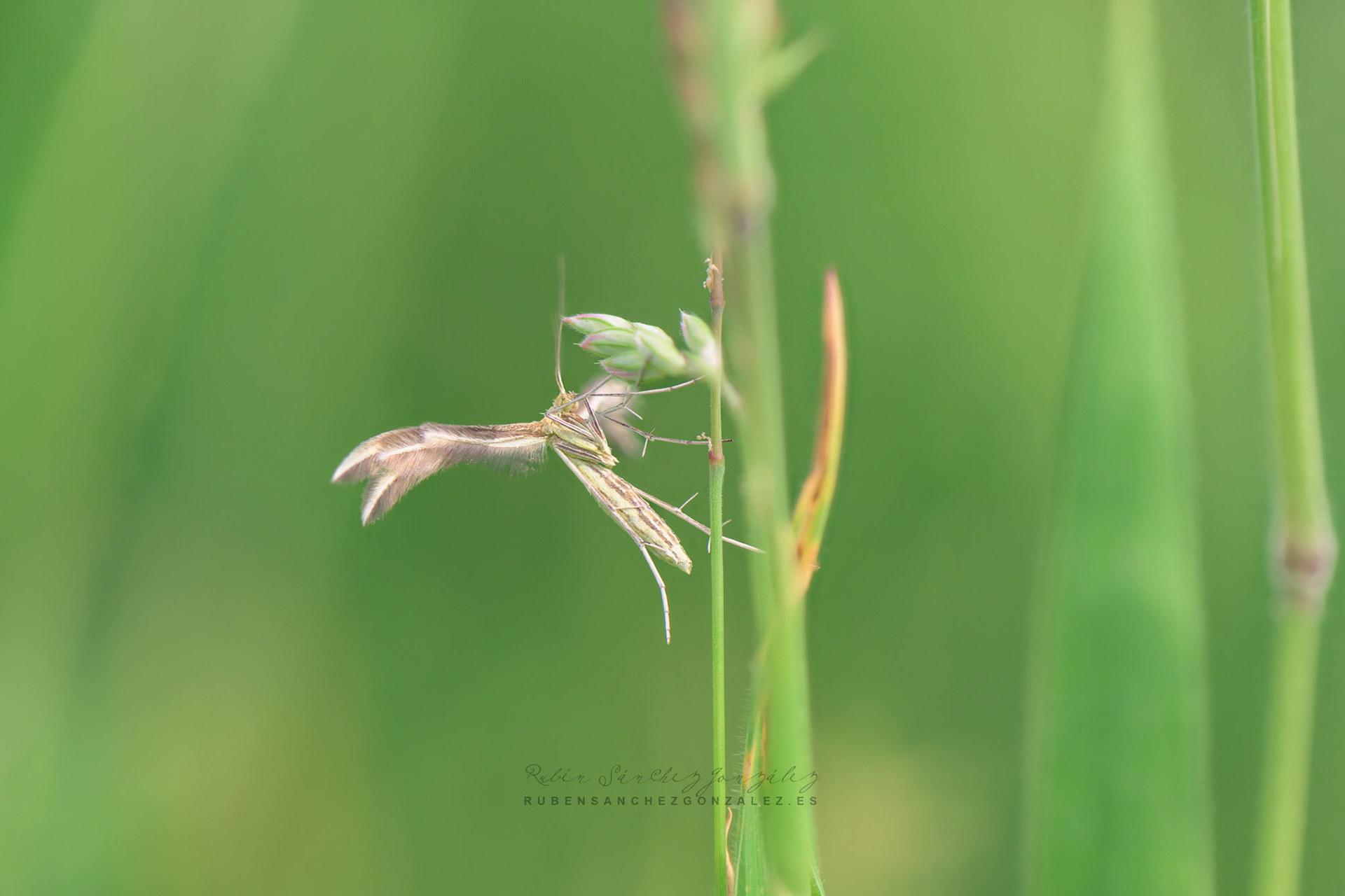 Polilla o Calyciphora nephelodactyla - Macro