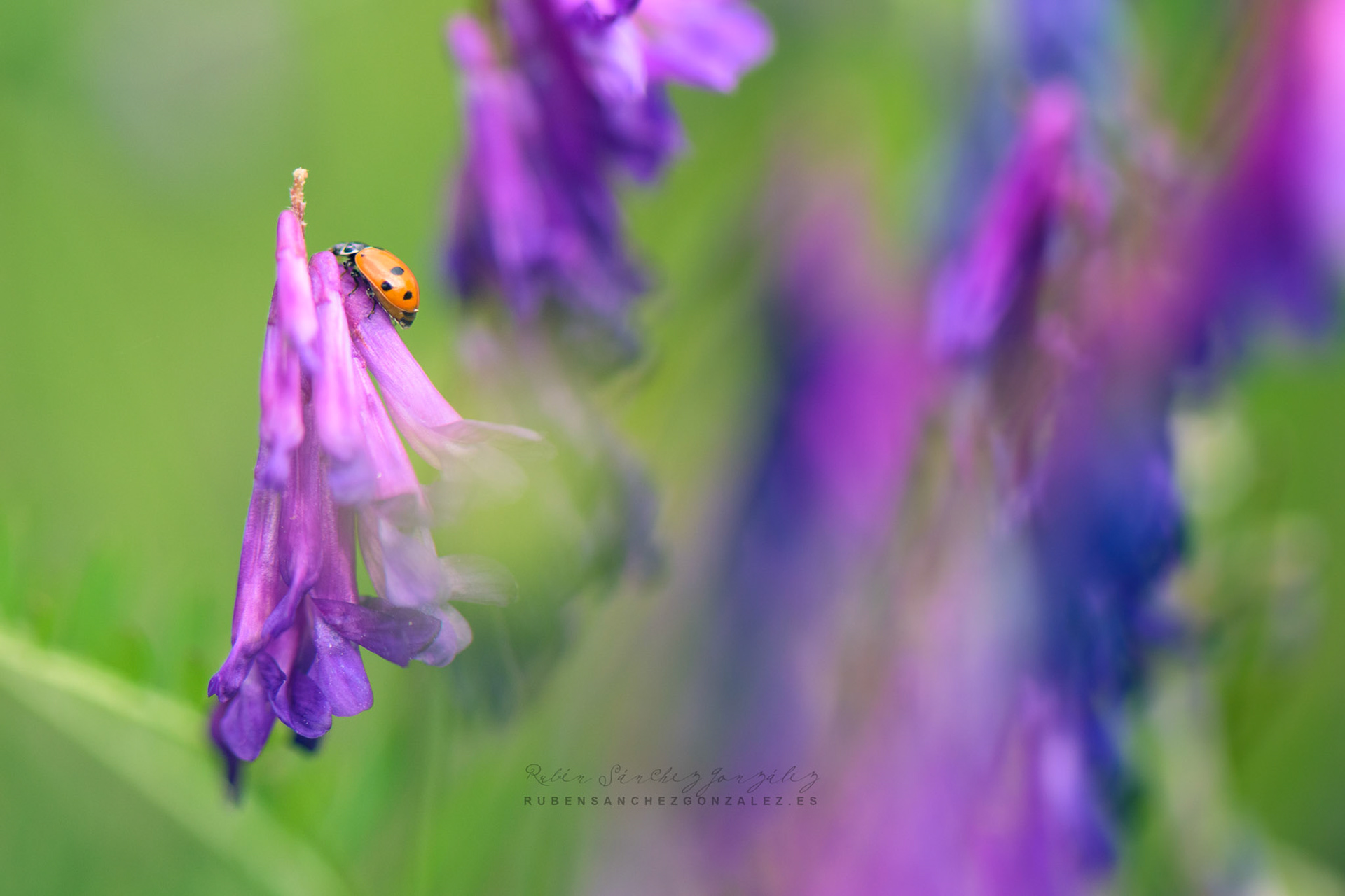Mariquita o Coccinélidos - Macro