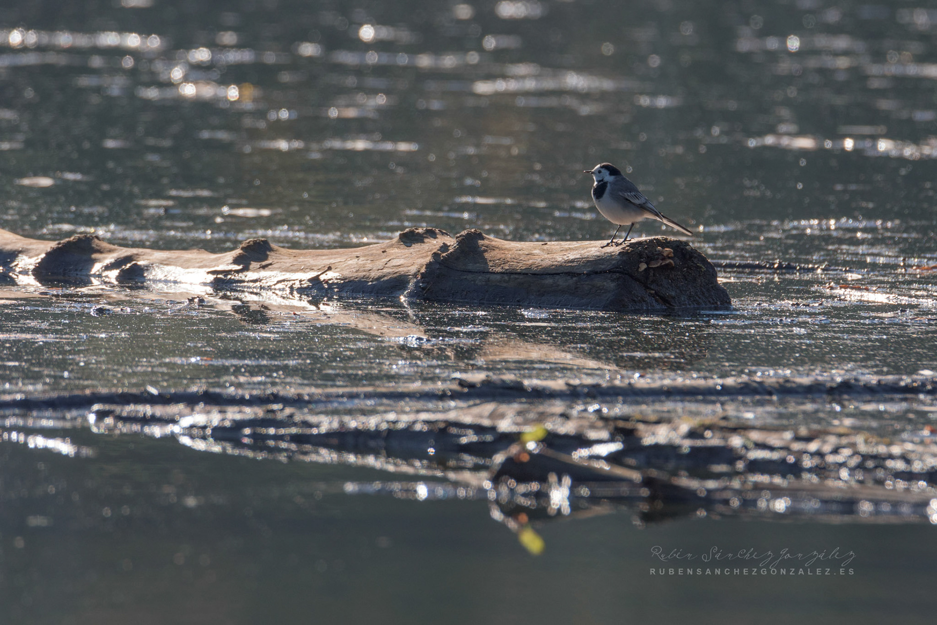 La Lavandera Blanca o Aguasnieves - Aves