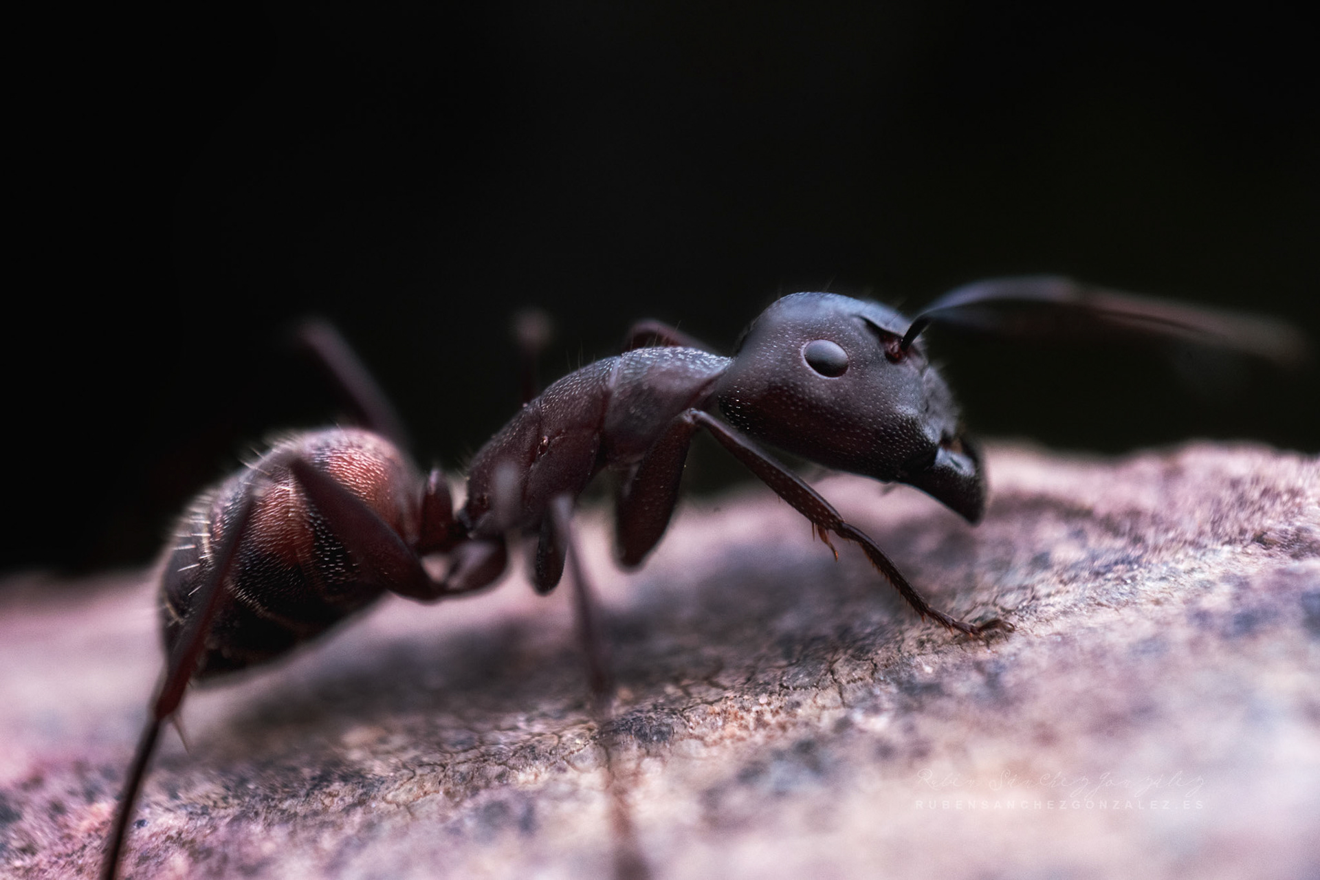 Hormiga exploradora - Macro