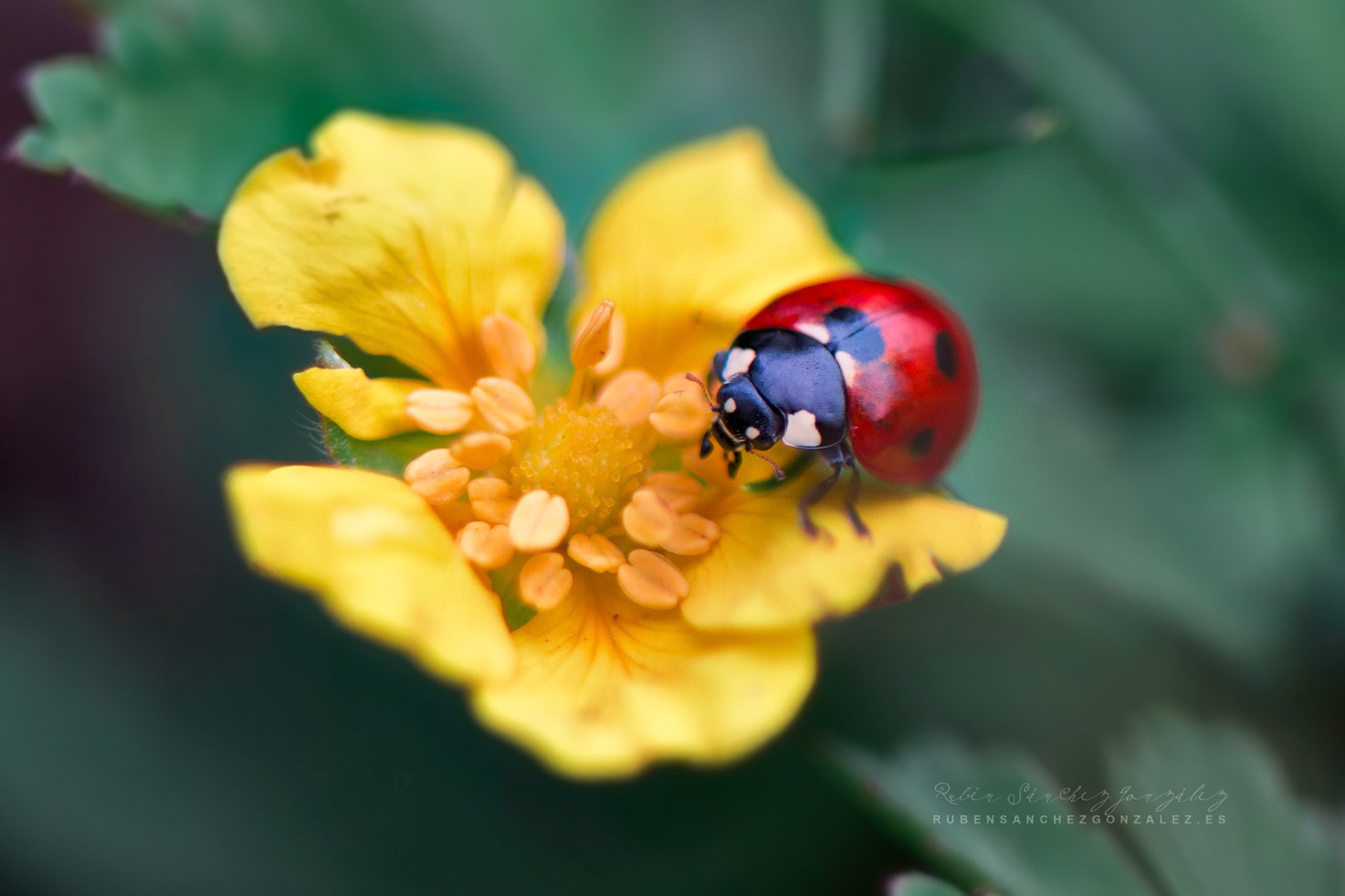 Mariquita o Coccinellidae - Macro