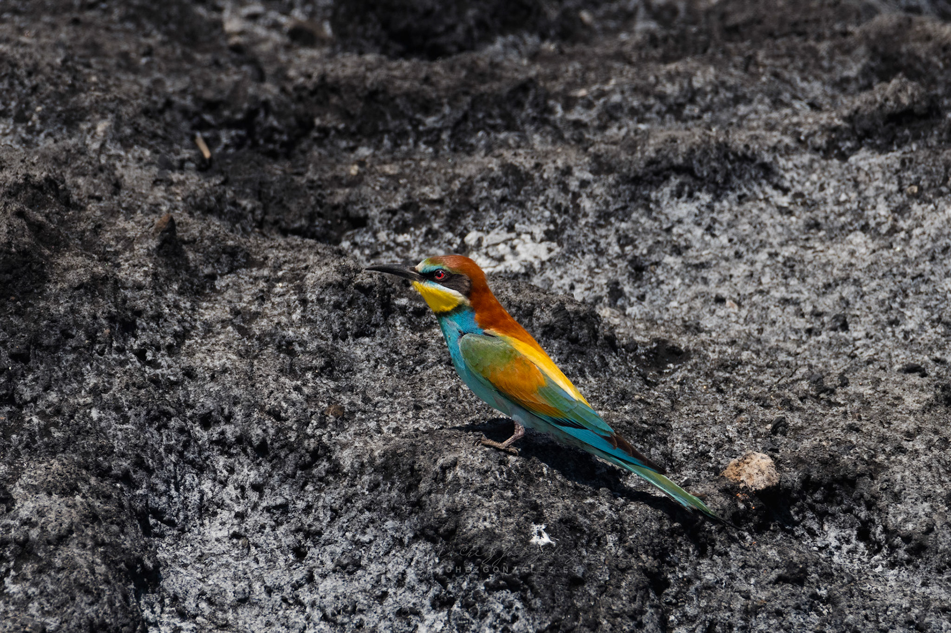 Abejaruco o Merops apiaster - Aves