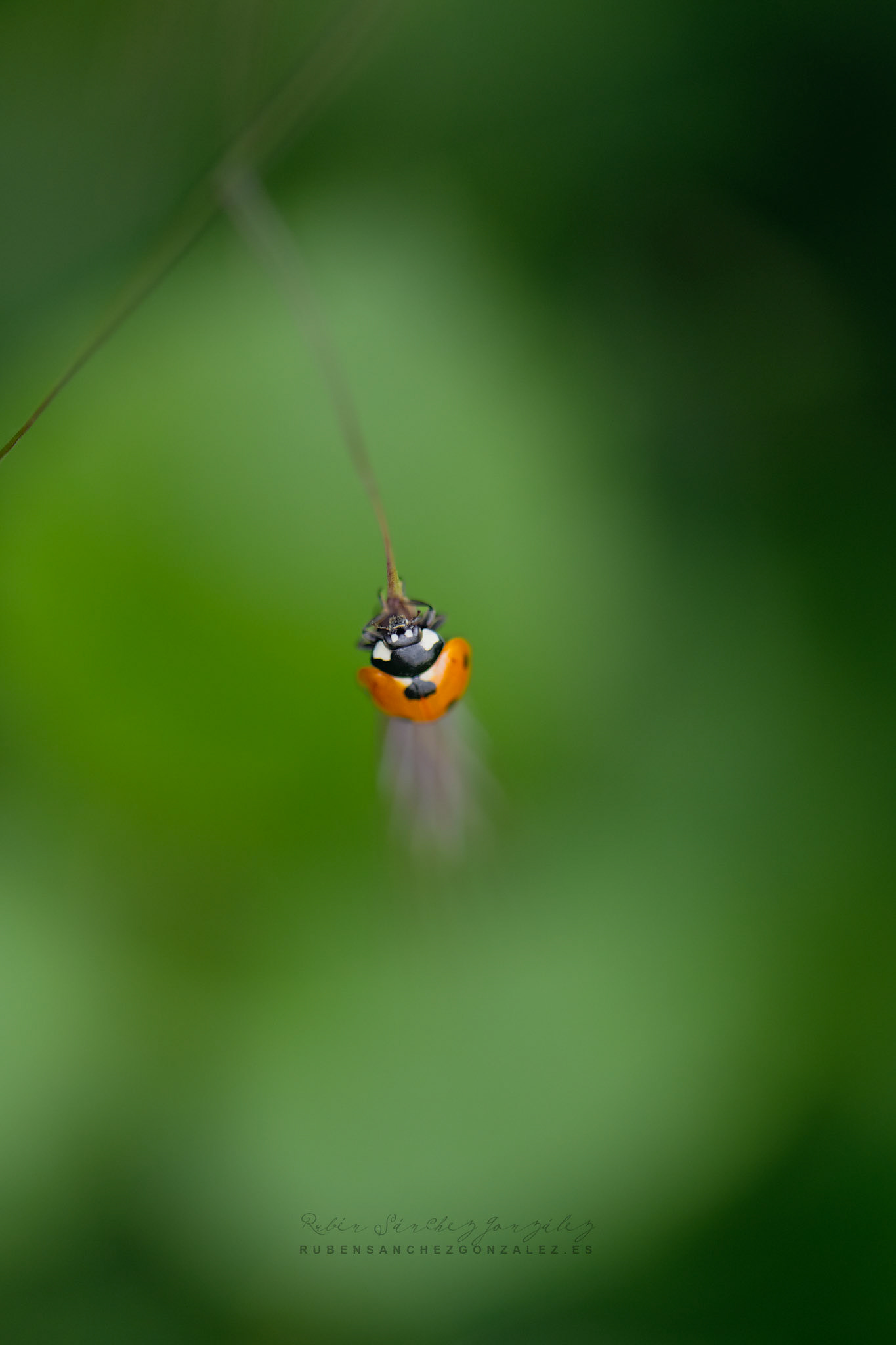 Mariquita o Coccinélidos - Macro