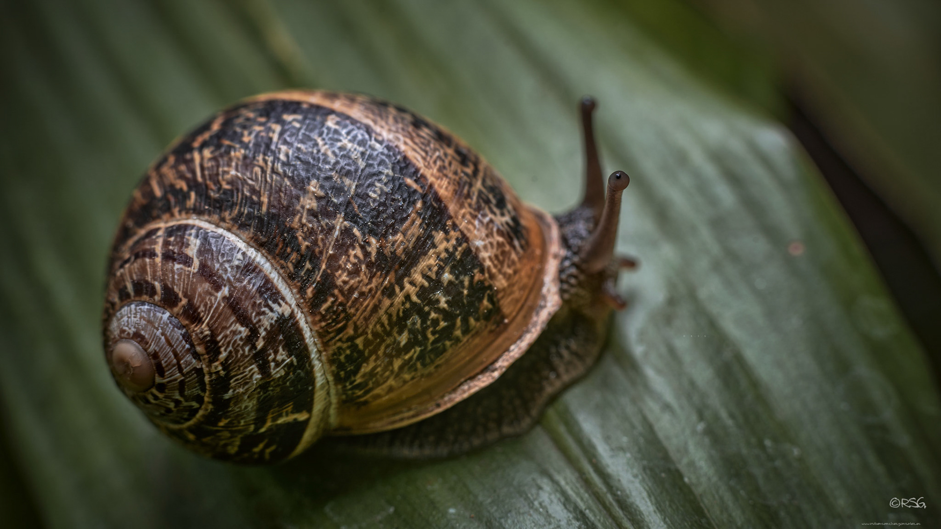 Caracol - Macro