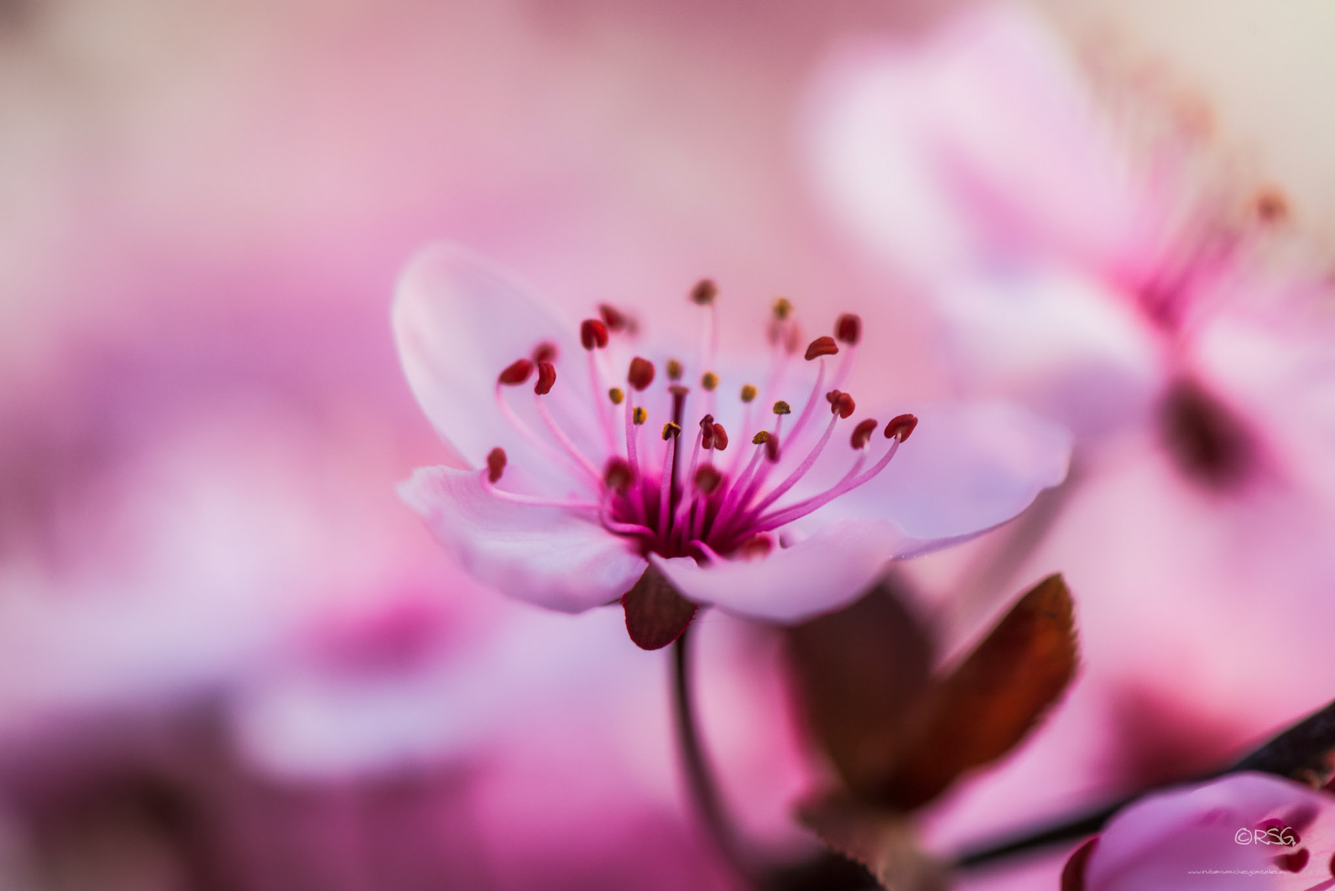 Almendro en flor - Macro