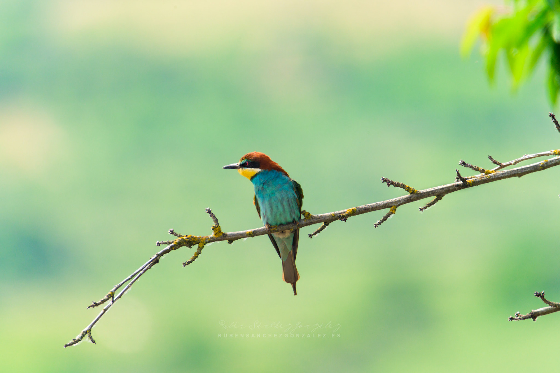 Abejaruco o Merops apiaster - Aves