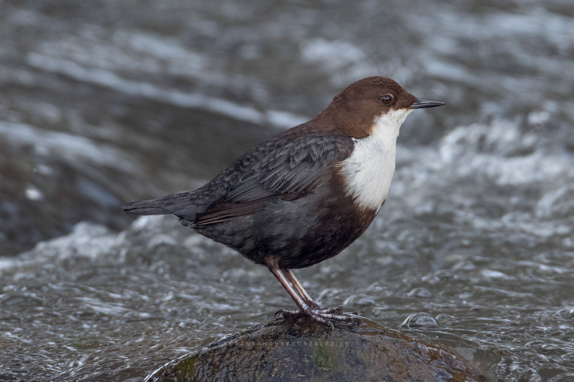 Mirlo acuático - Cinclus cinclus  - Aves