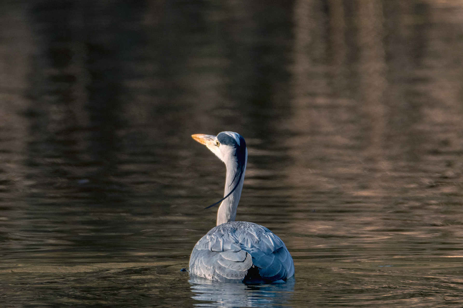 Garza Real o Ardea cinerea - Aves