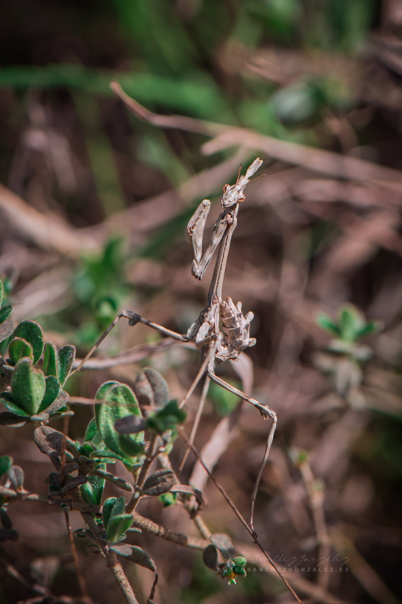 Empusa Pennata o Mantis - Macro