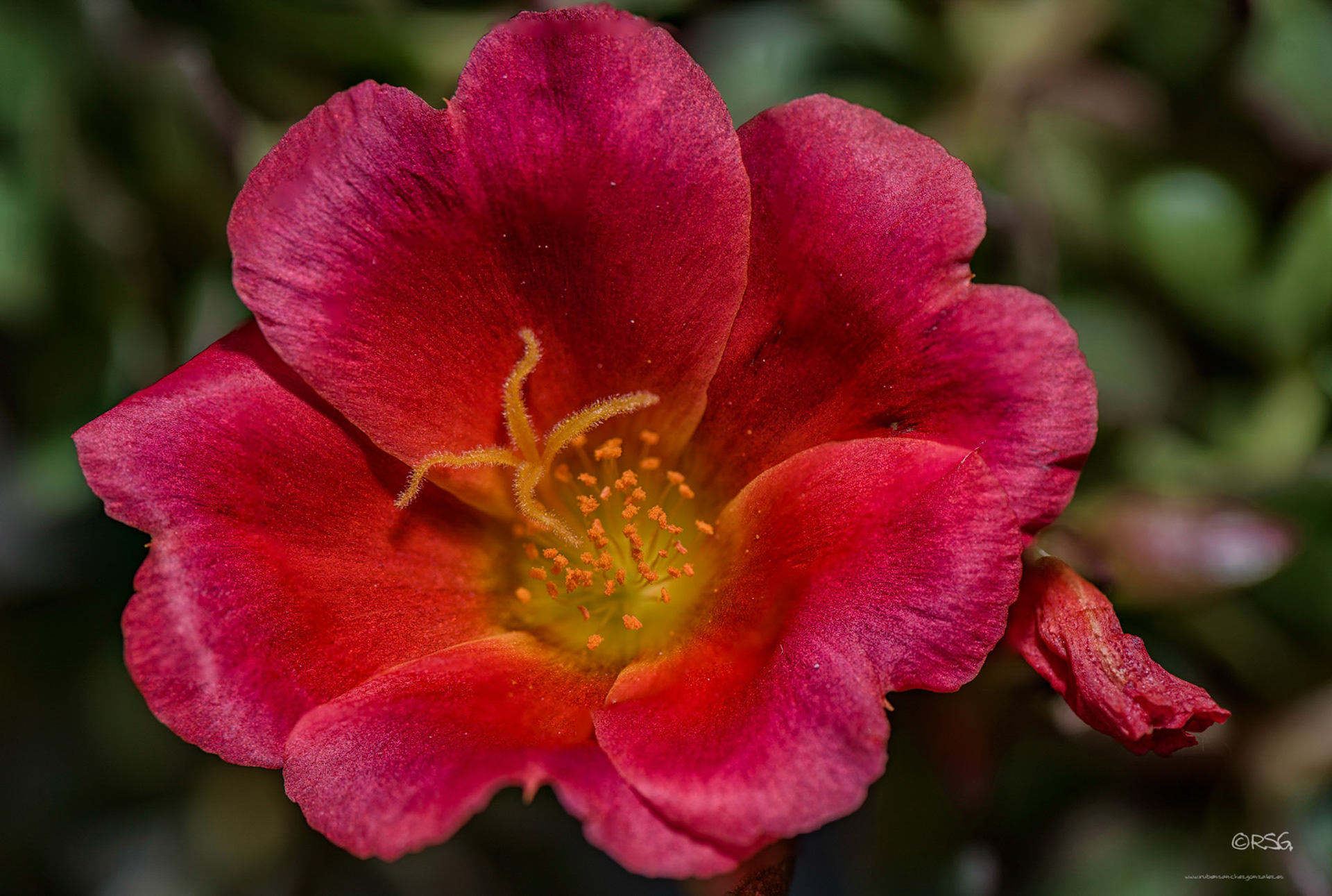 Diente de Leon - Creativo