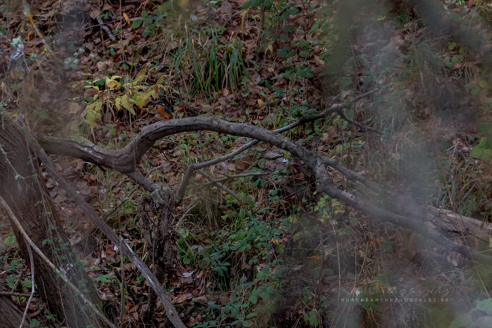 Martín pescador o Alcedo atthis - Aves