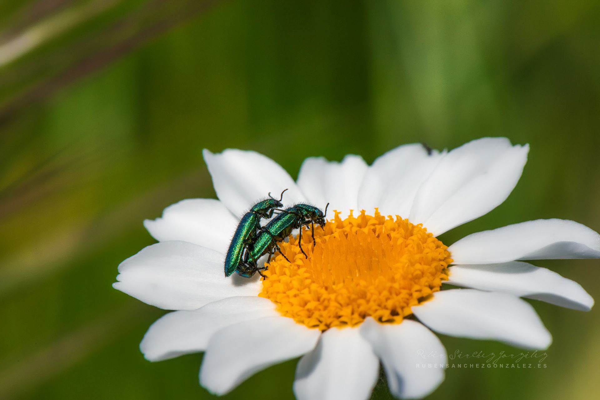 Malachius Bipustulatus - Macro