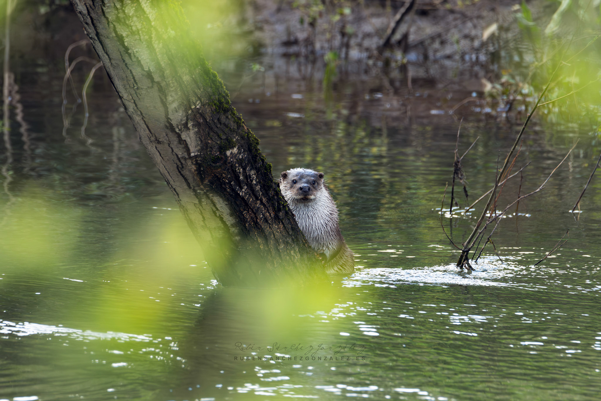 Nutria europea o Lutra lutra - Animales