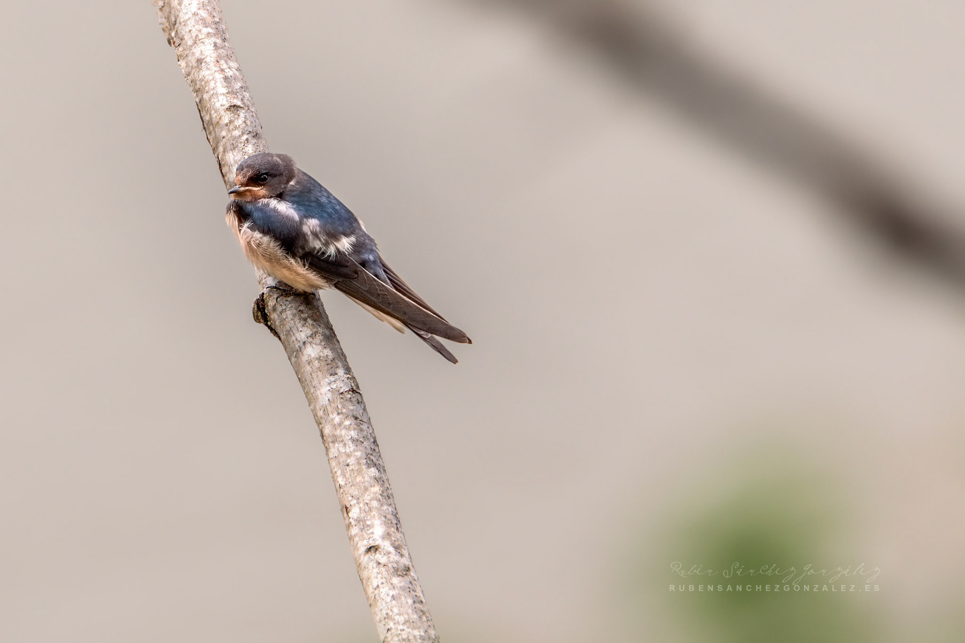 Golondrina Común o Hirundo rustica - Aves