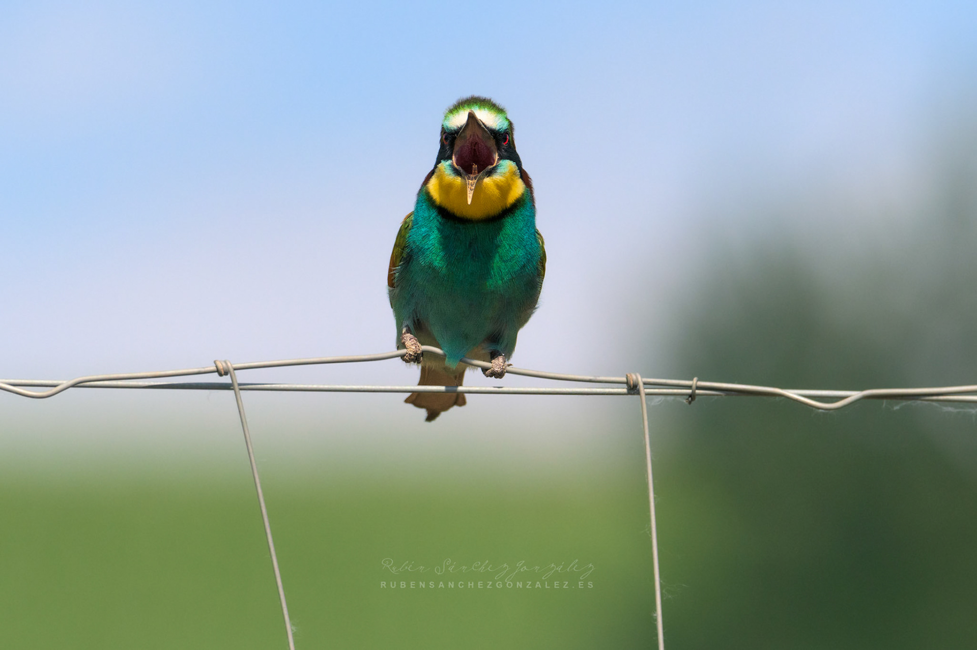 Abejaruco o Merops apiaster - Aves
