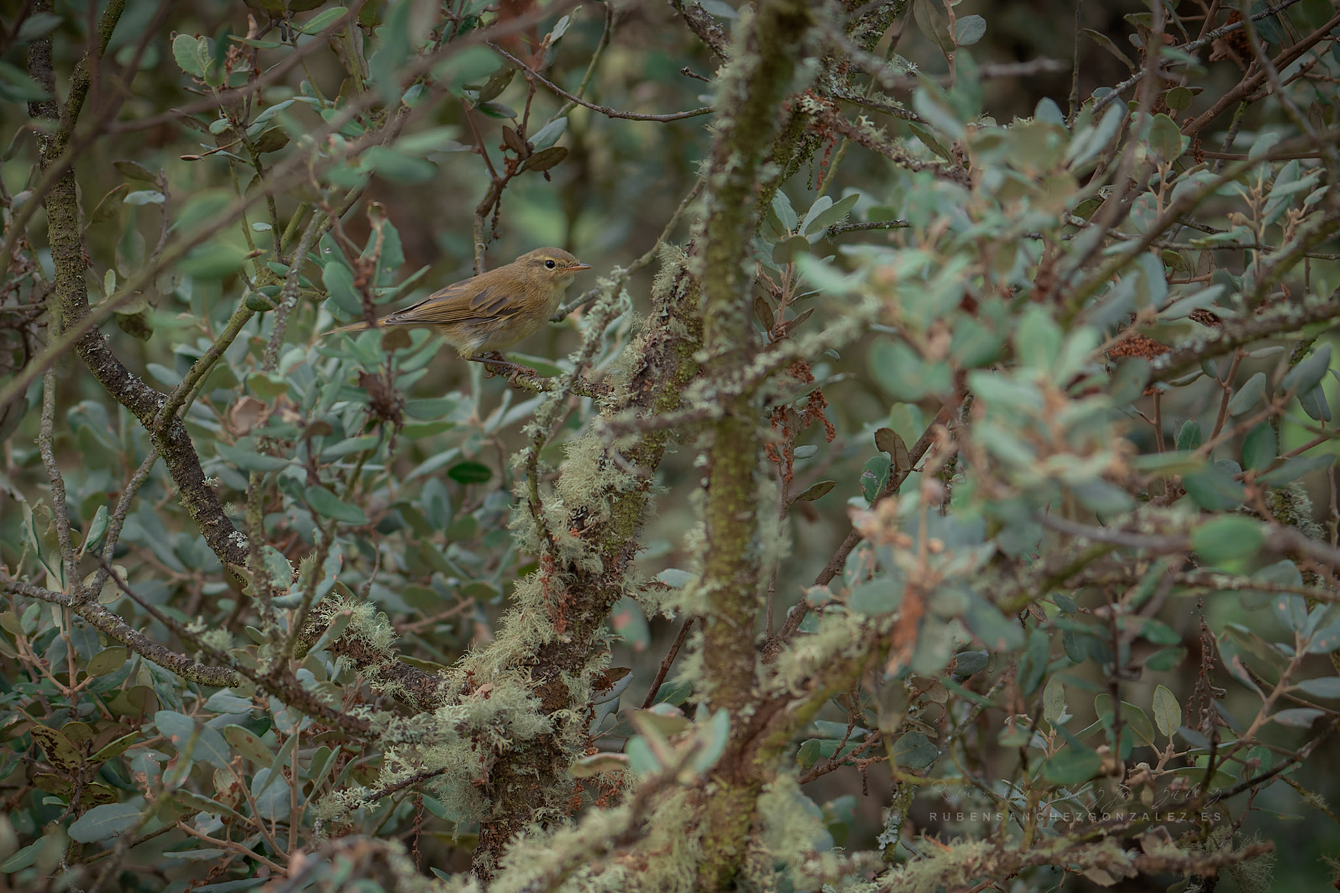 Mosquitero común o Phylloscopus collybita - Aves