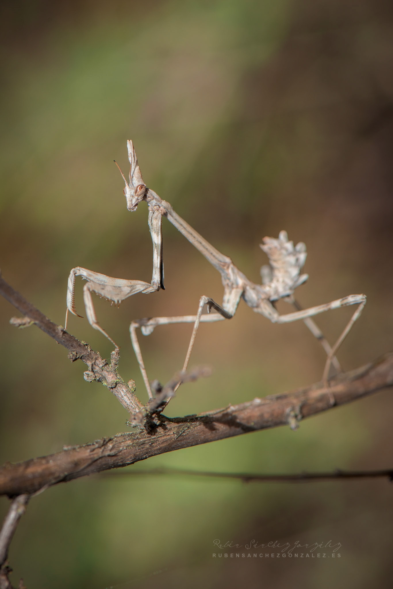 Empusa Pennata o Mantis - Macro