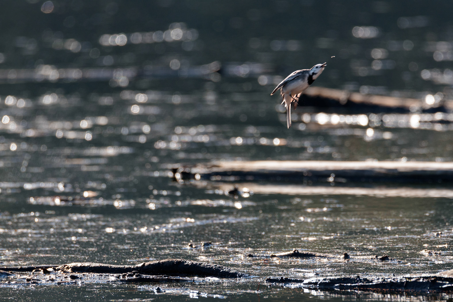 La Lavandera Blanca o Aguasnieves - Aves