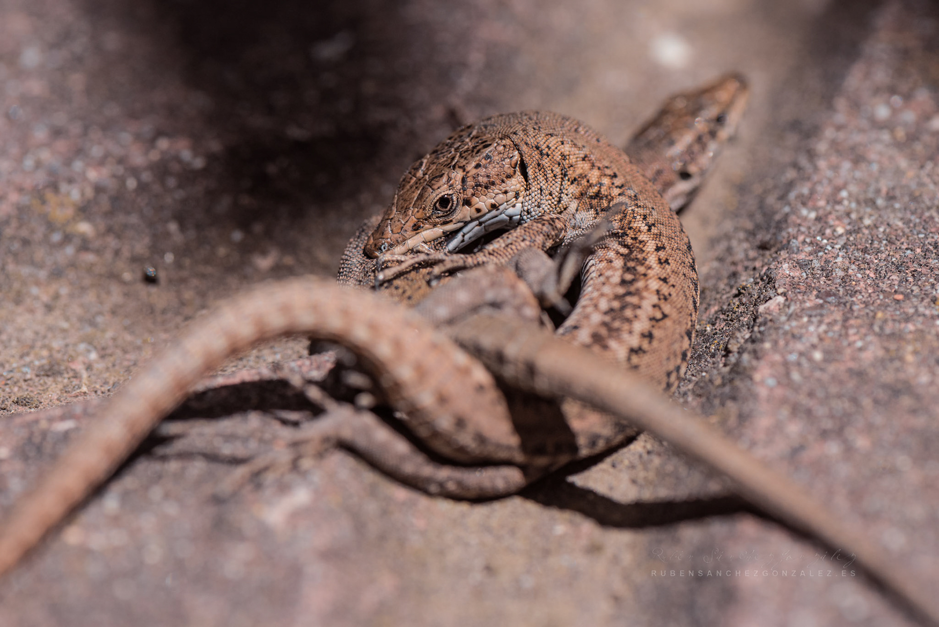Lagartijas - Macro