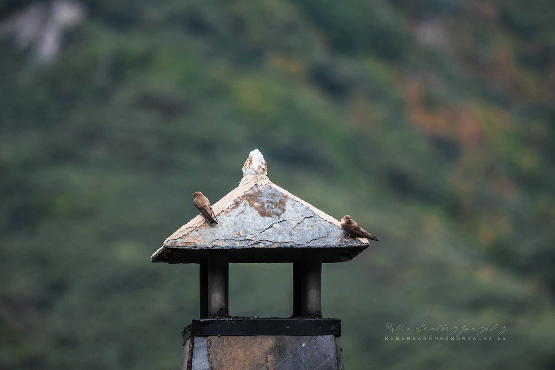 Riparia paludicola o El avión paludícola - Aves