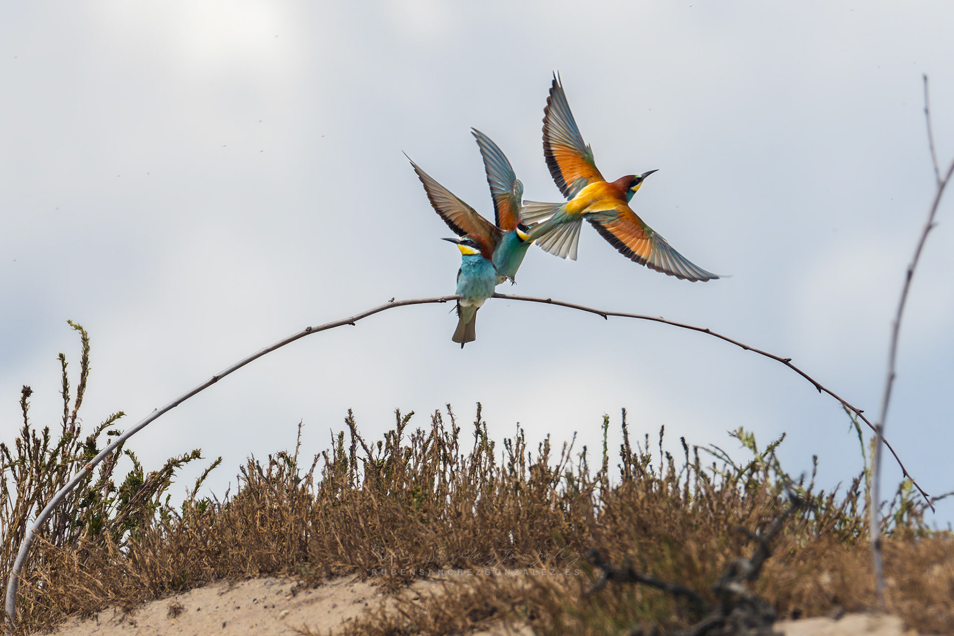 Abejaruco o Merops apiaster - Aves