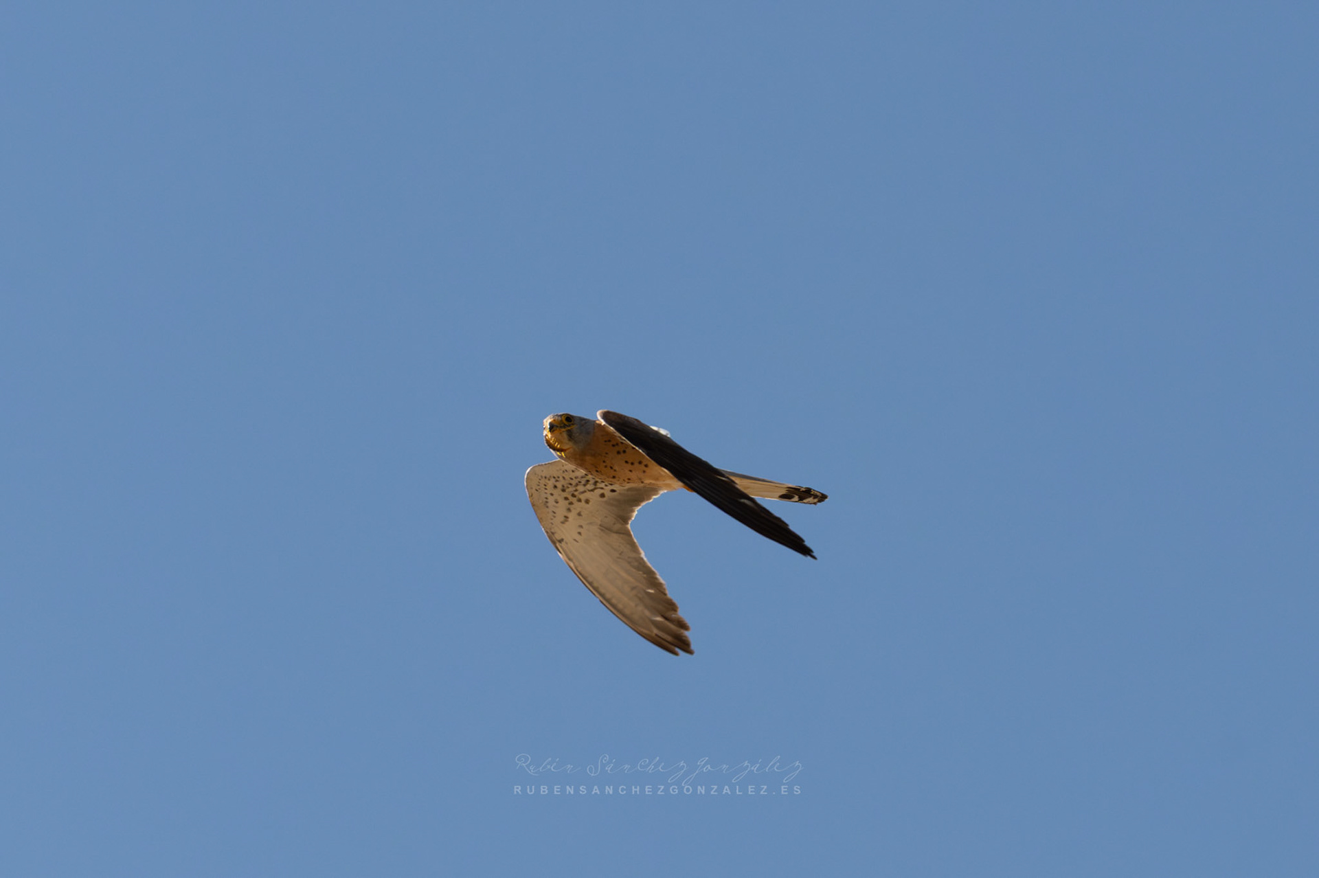 Cernicalo o Falco tinnuculus - Aves
