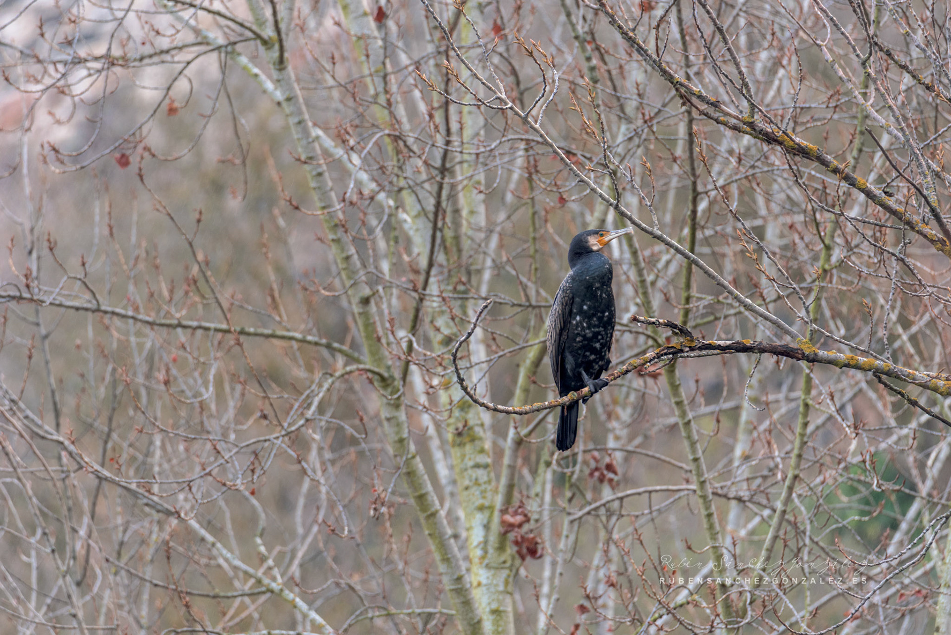 Cormoran o Phalacrocorax carbo - Aves