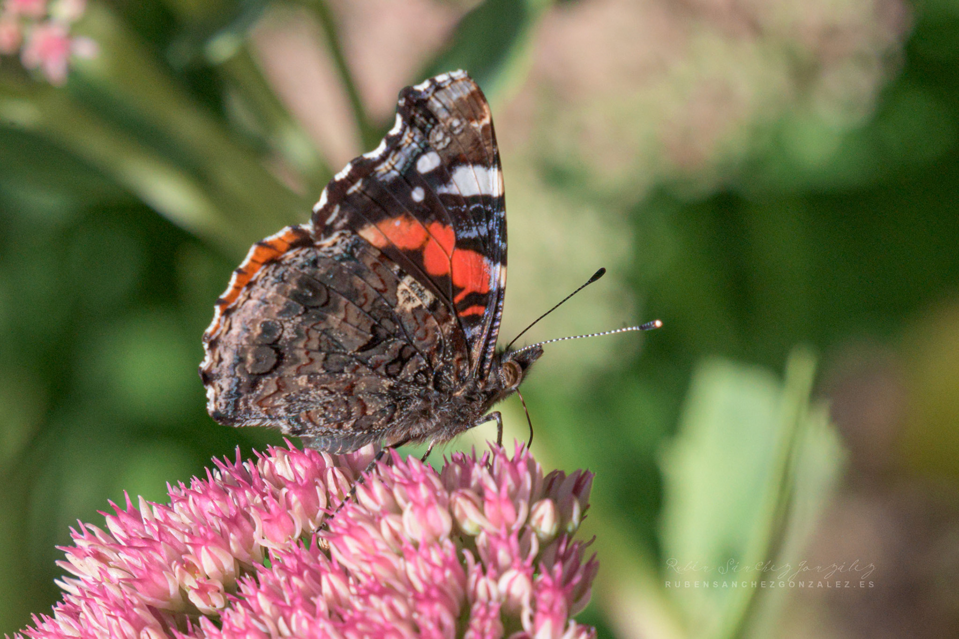 Mariposa o Vanessa atalanta - Macro