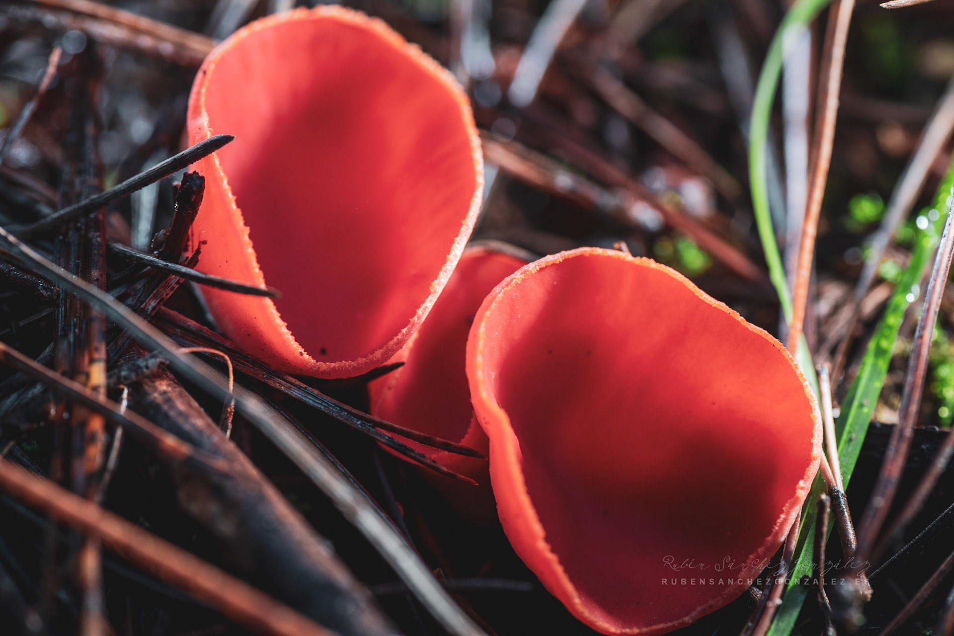Sarcoscypha Coccinea - Macro