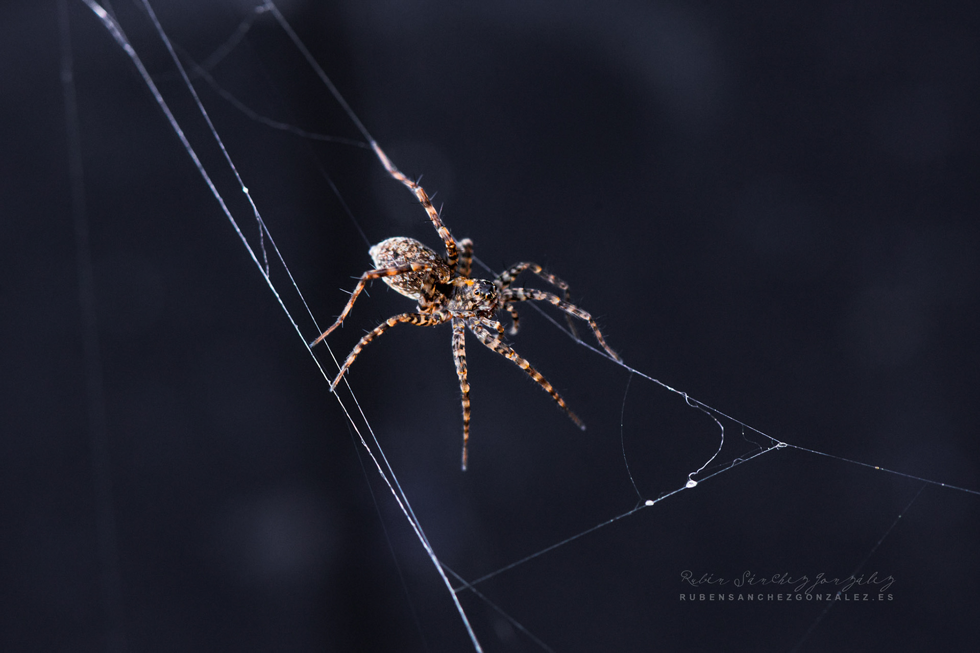 Araña en Tela - Macro