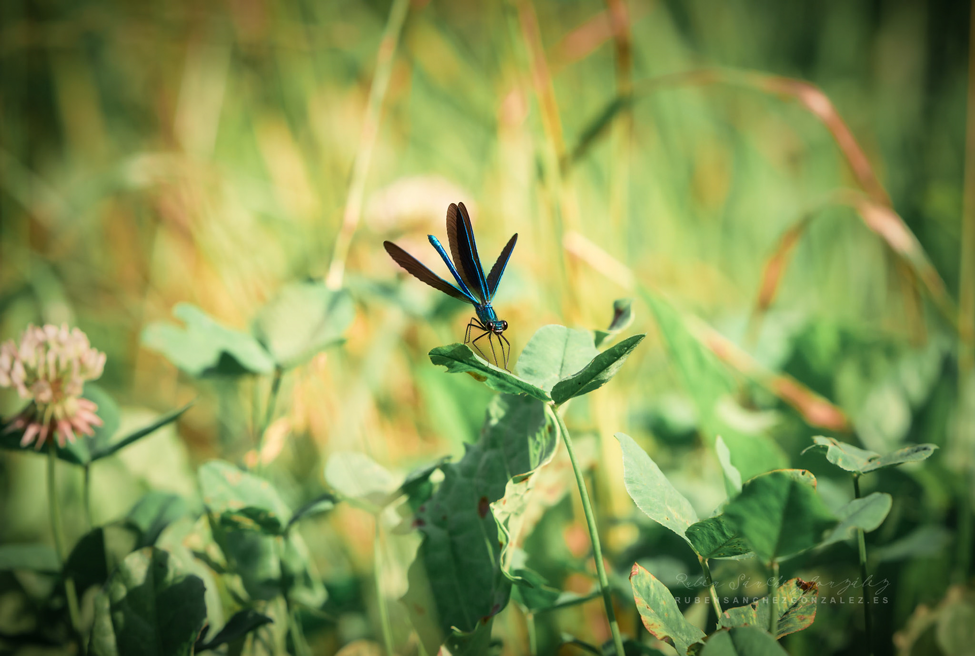 Libélula o Anisoptera - Macro